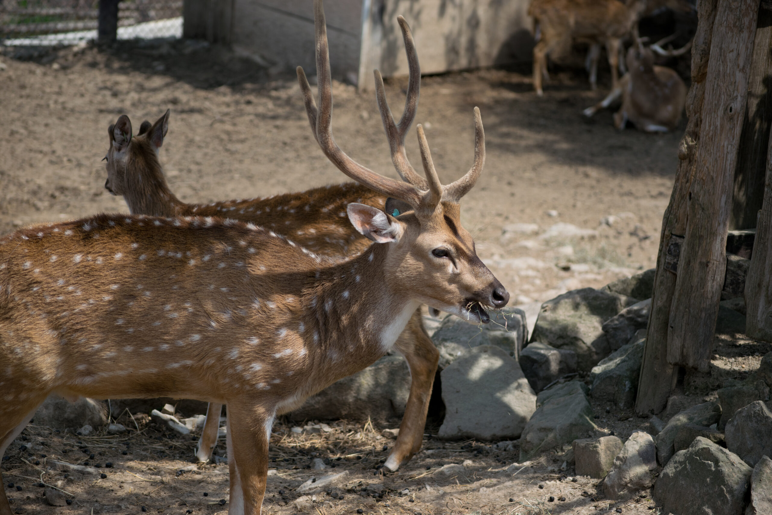 群馬野生動物園園區景觀