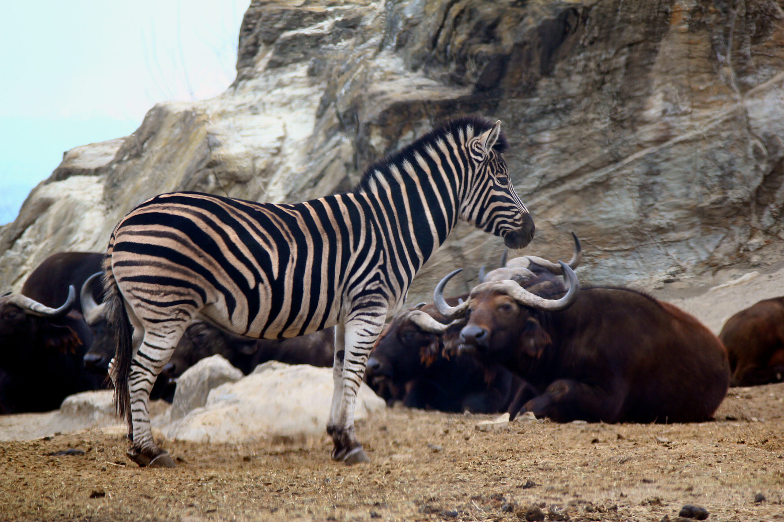 群馬野生動物園斑馬與非洲水牛
