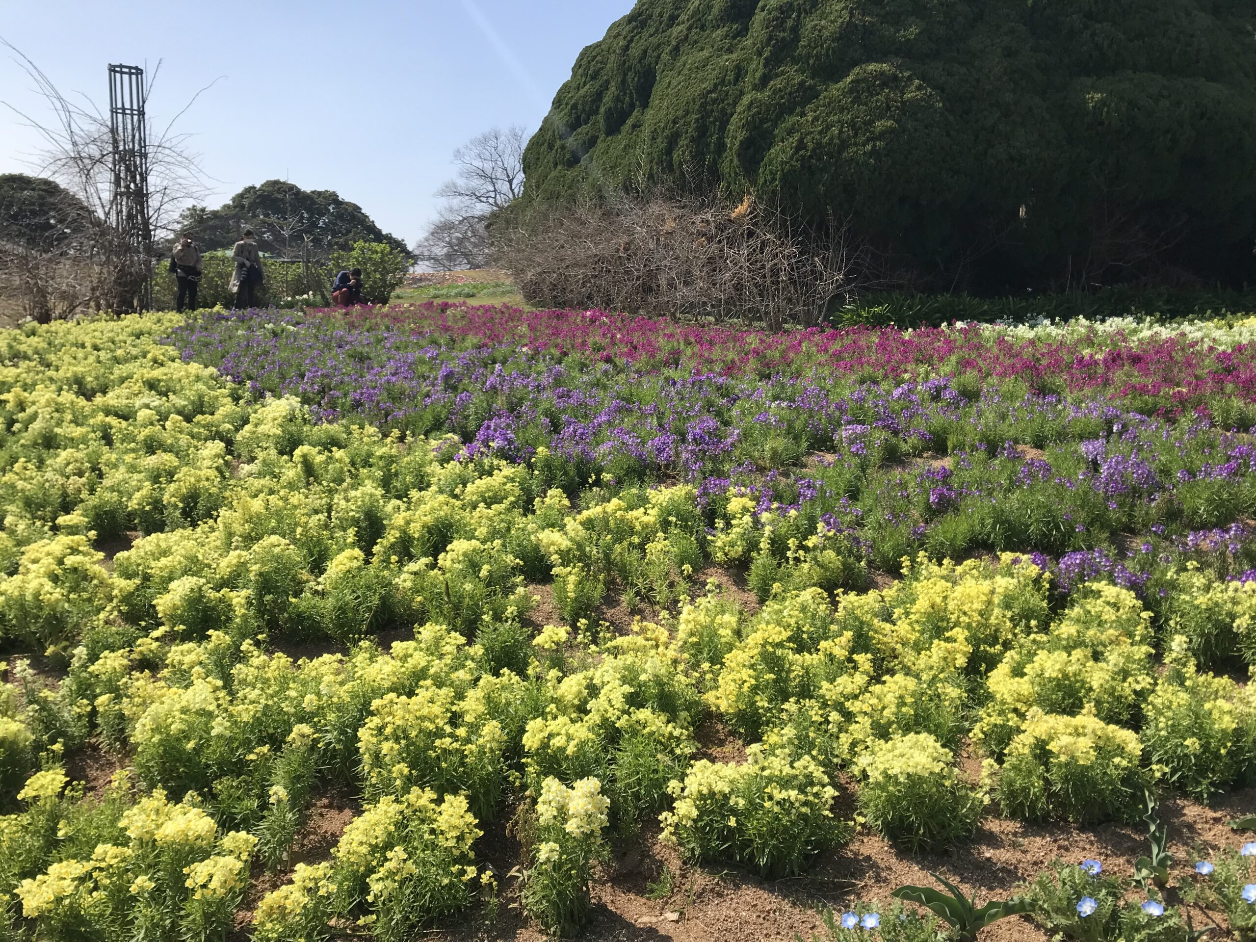 能古島公園花海