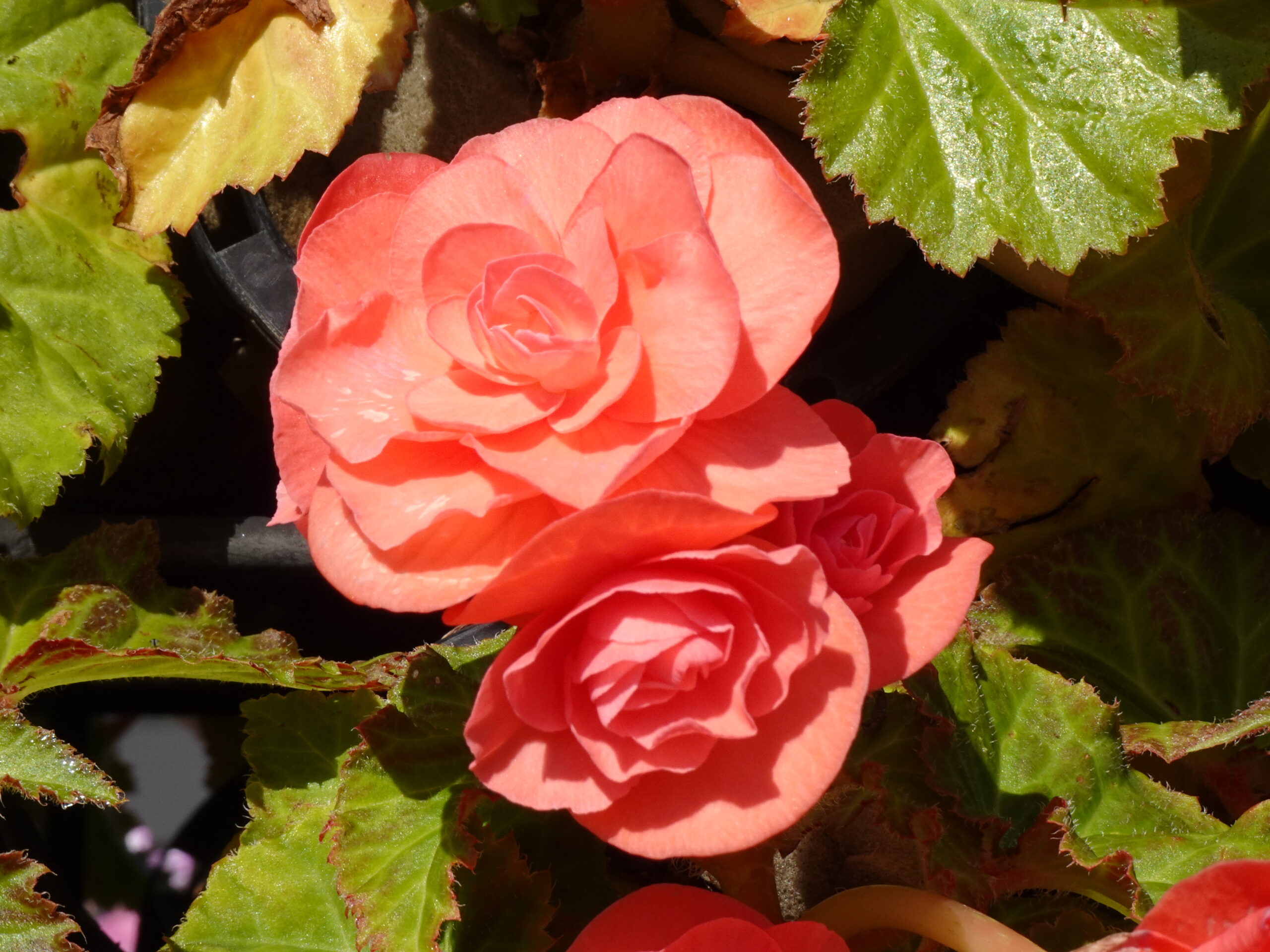 船橋安徒生公園 11