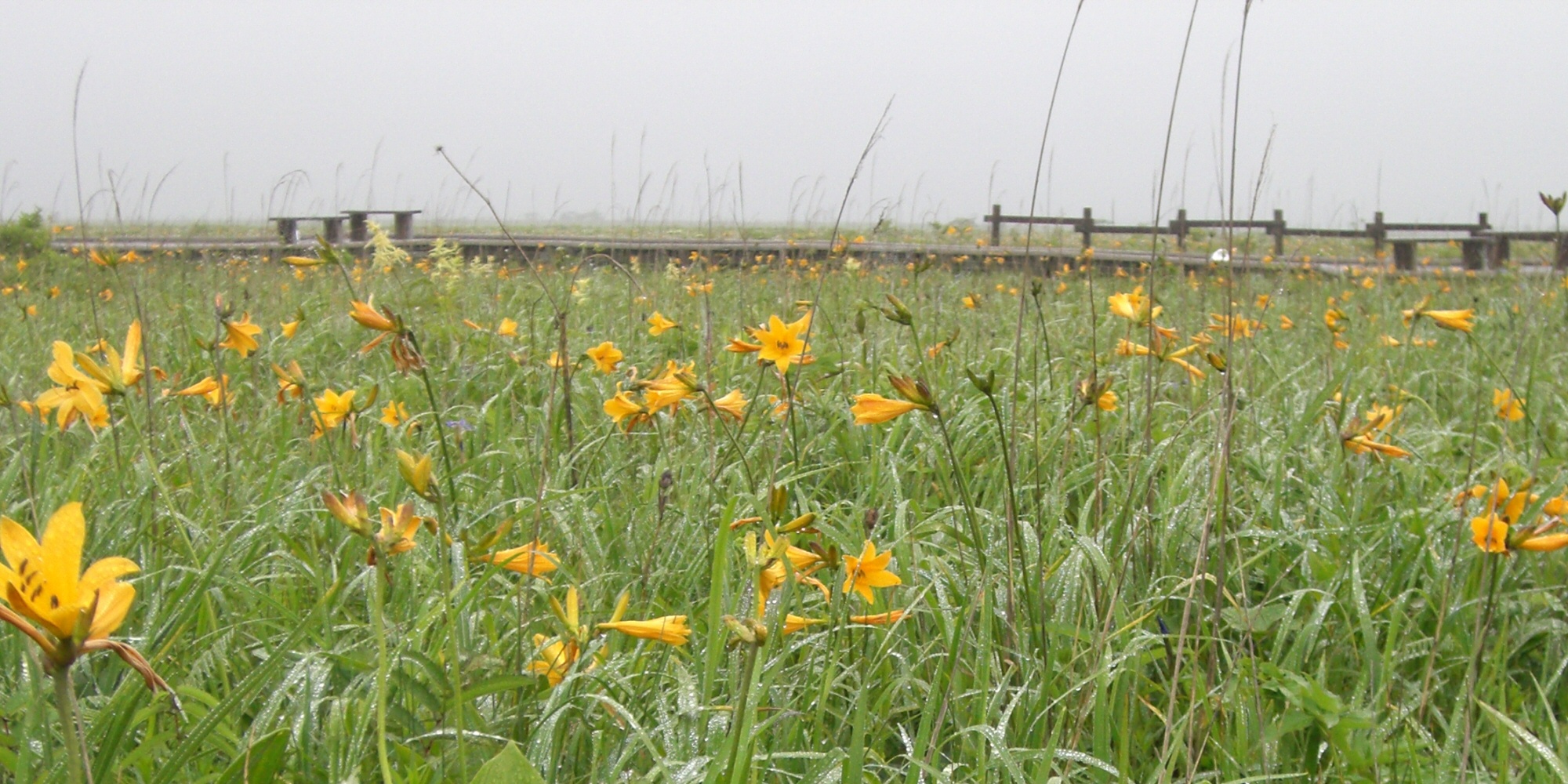 萱草 基里塔普濕地