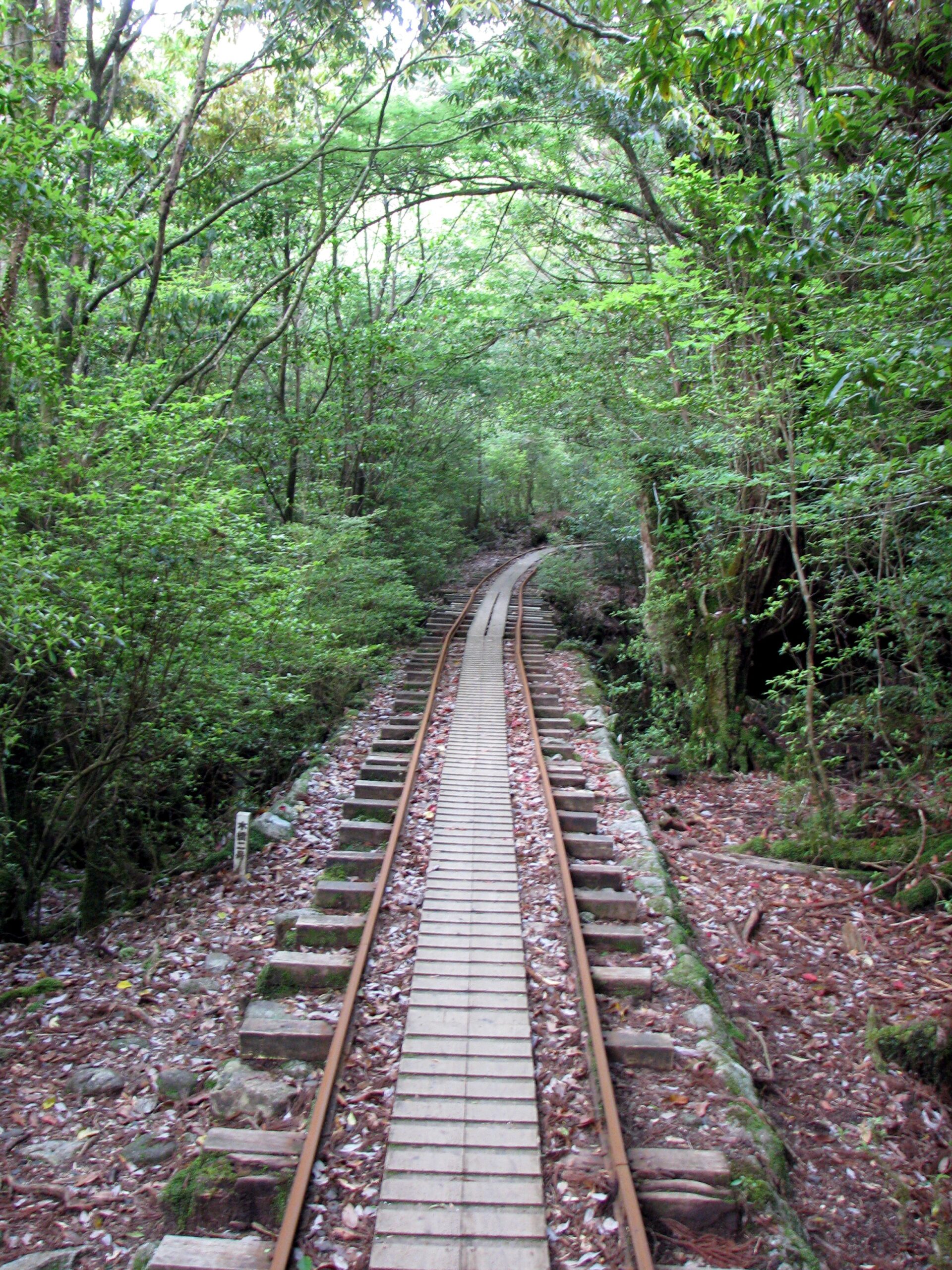 通往繩文杉步道