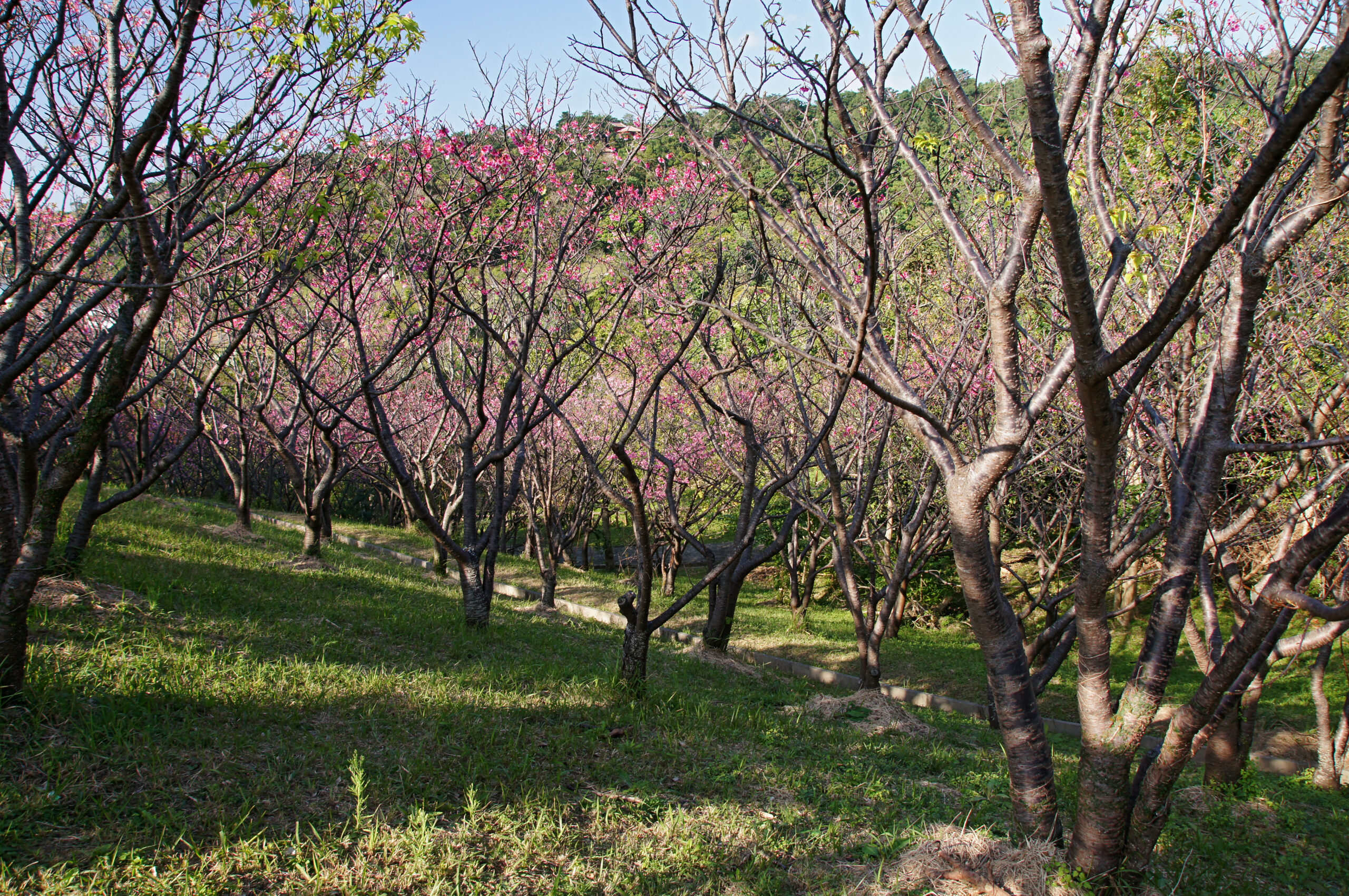 那霸末吉公園，沖繩，日本