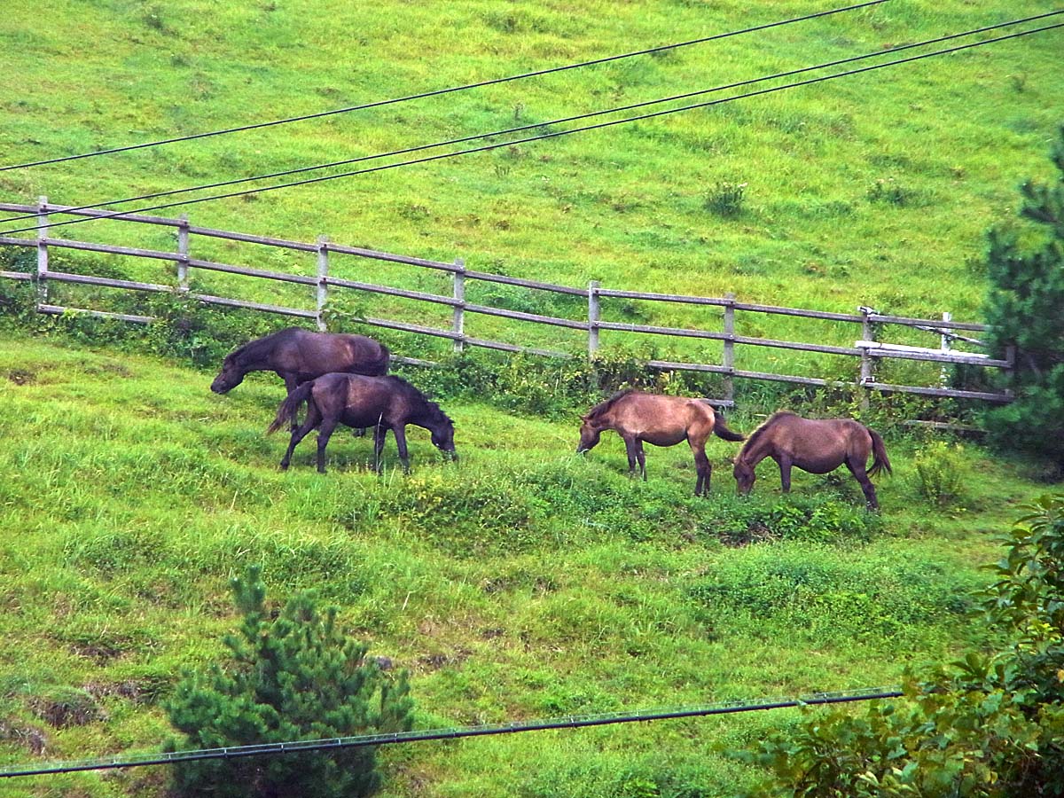 都井岬的野生馬