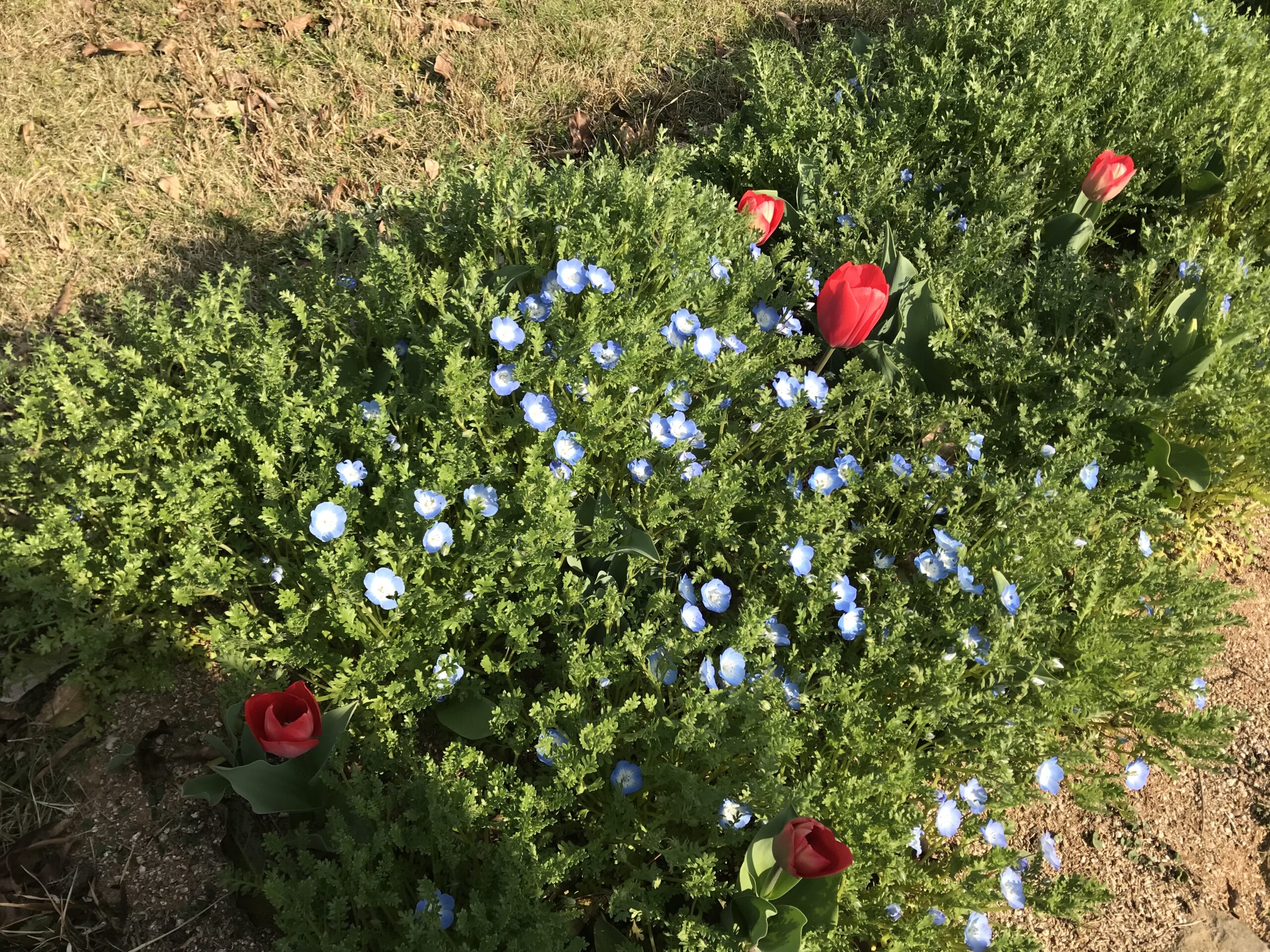 野牡丹花在野子島公園盛開