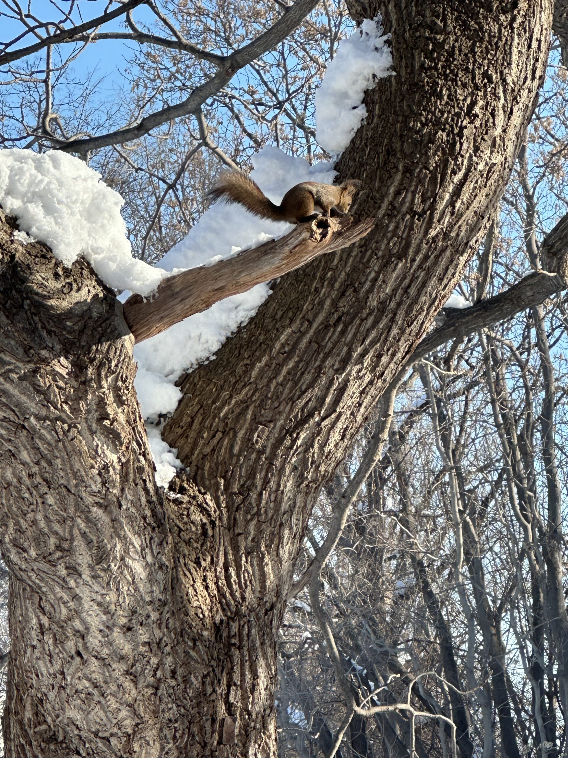 野草園中的蝦夷松鼠