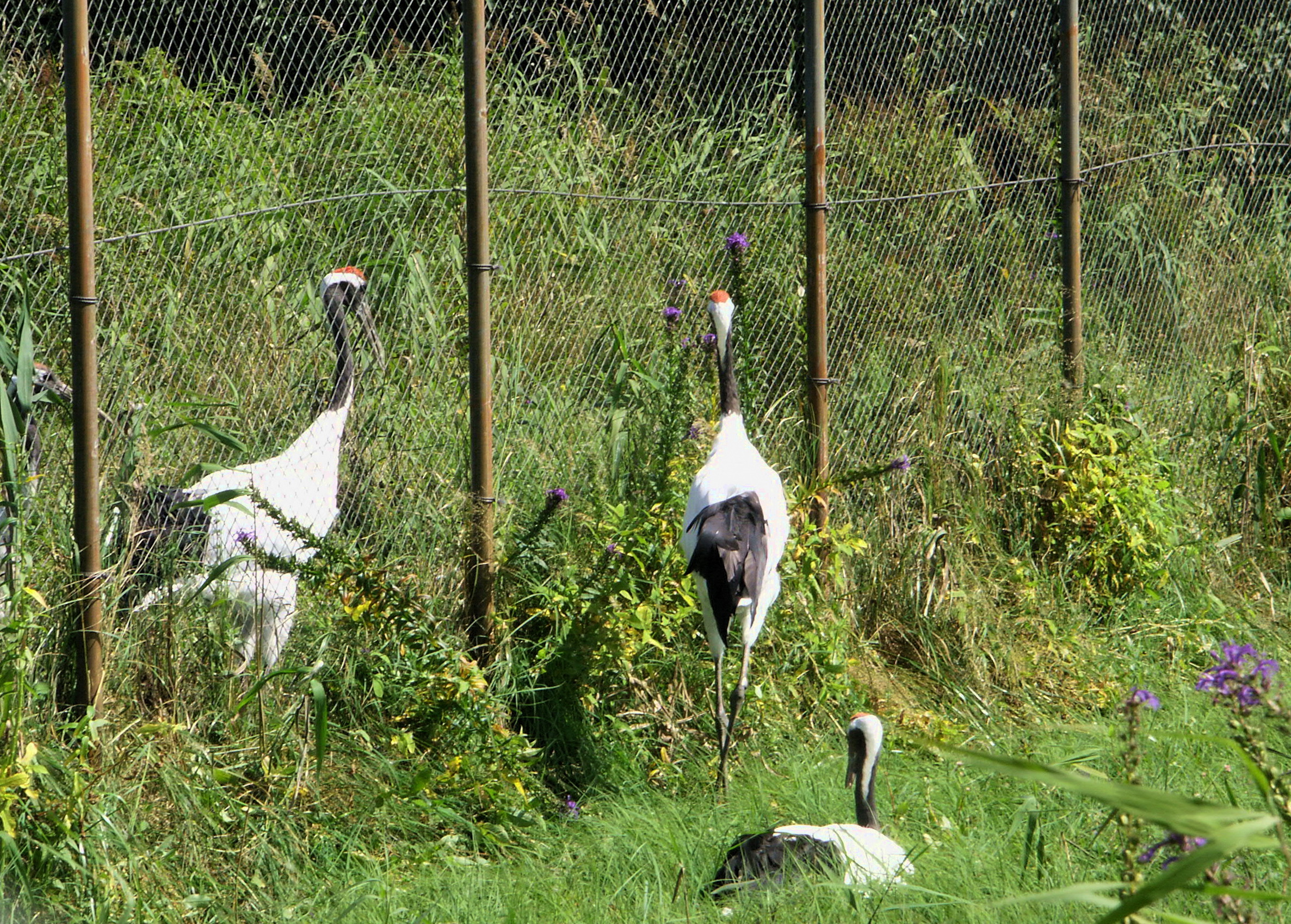 釧路丹頂鶴自然中心