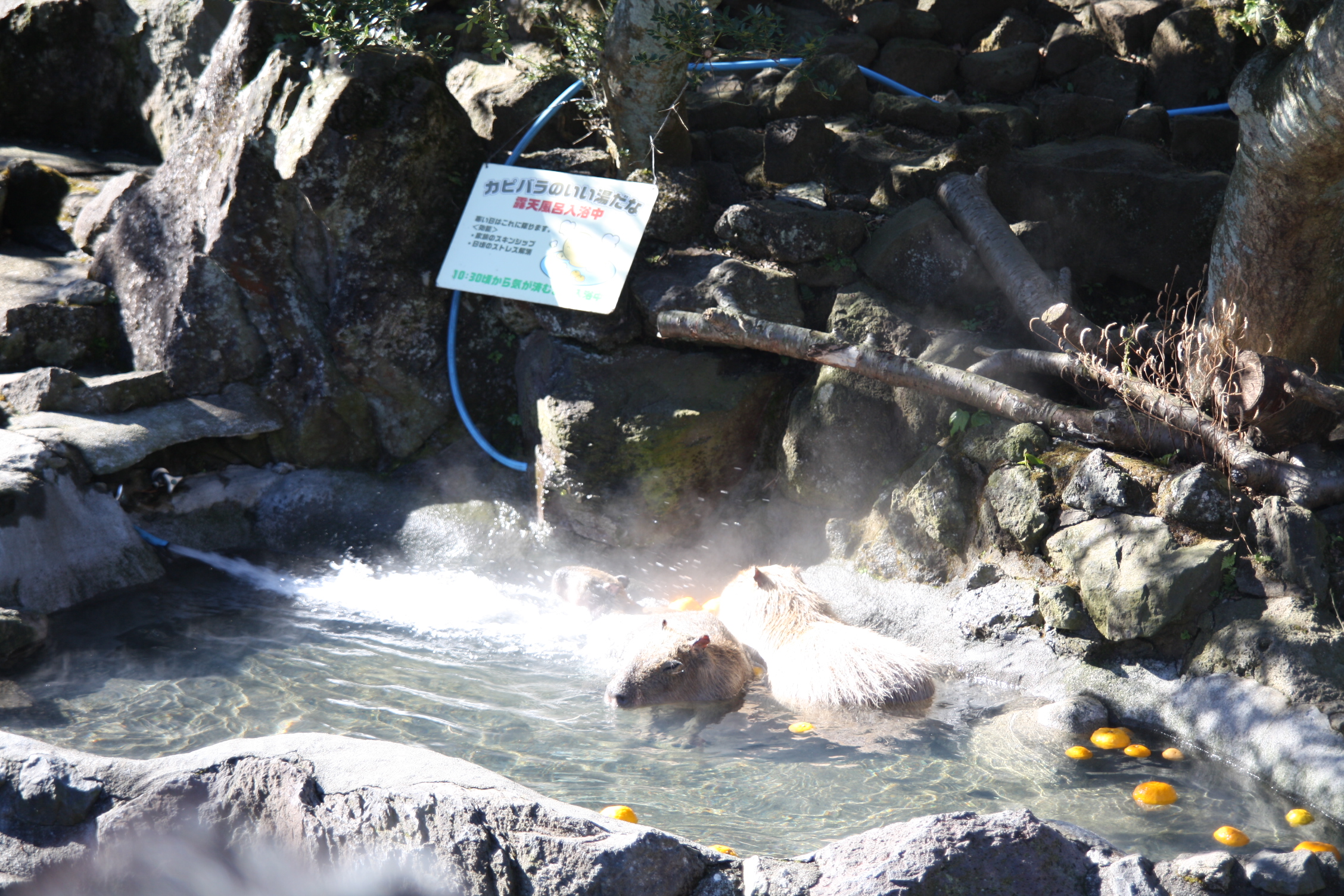 長崎生物公園溫泉水豚