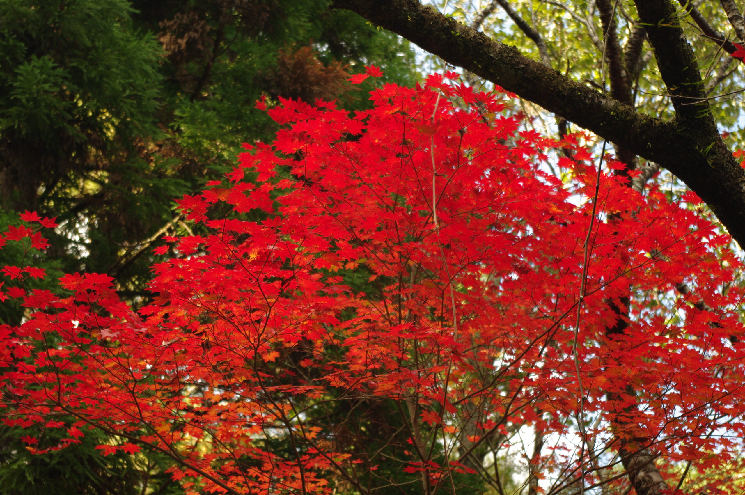 霧島秋季紅葉景觀與溫泉旅館