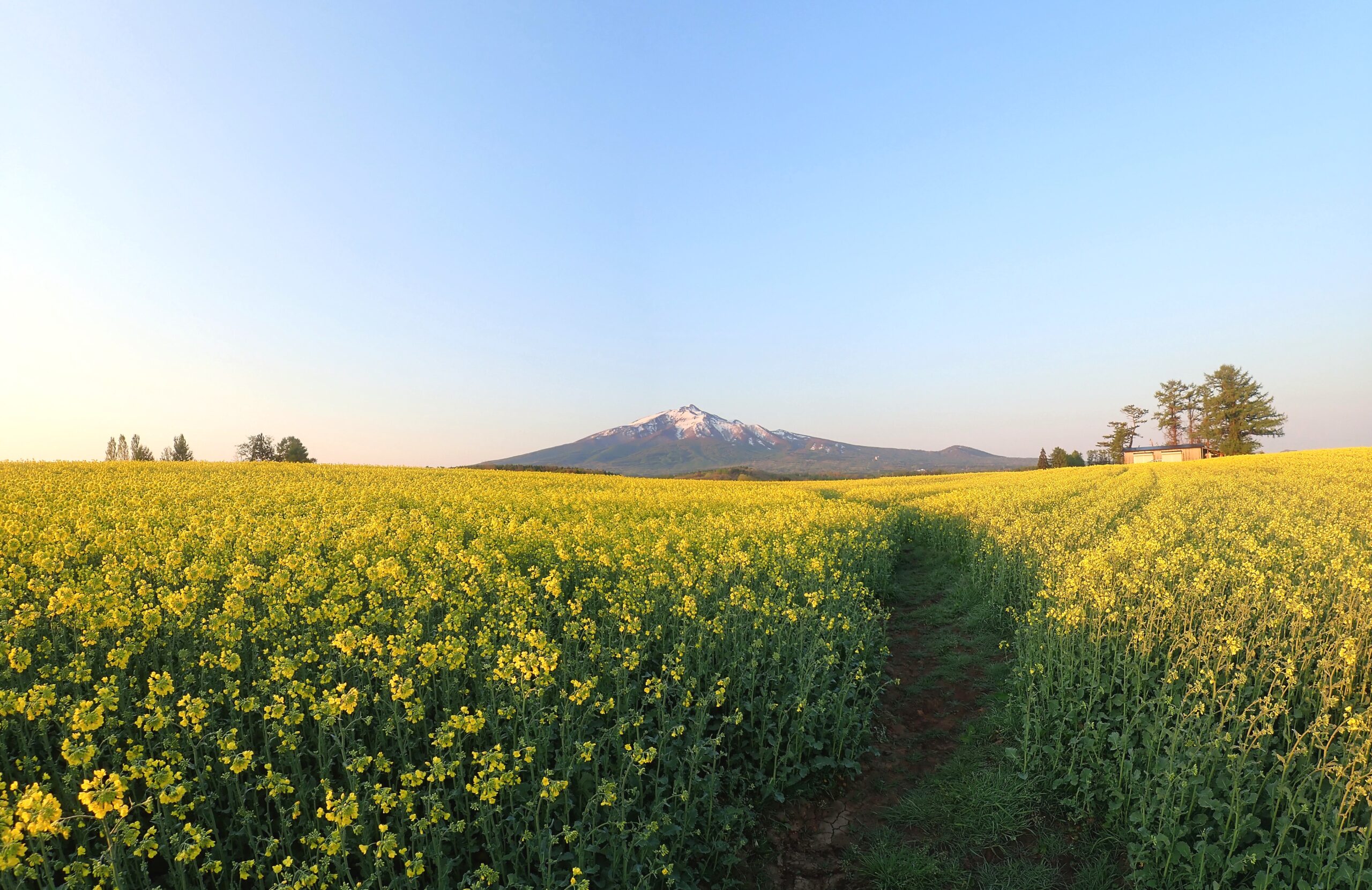 青森縣鰺澤町立石油菜花田