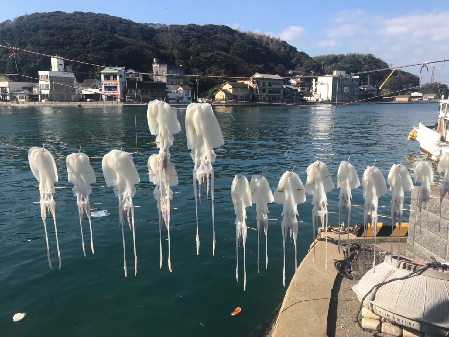 魷魚在夜富港市場附近的魚線上