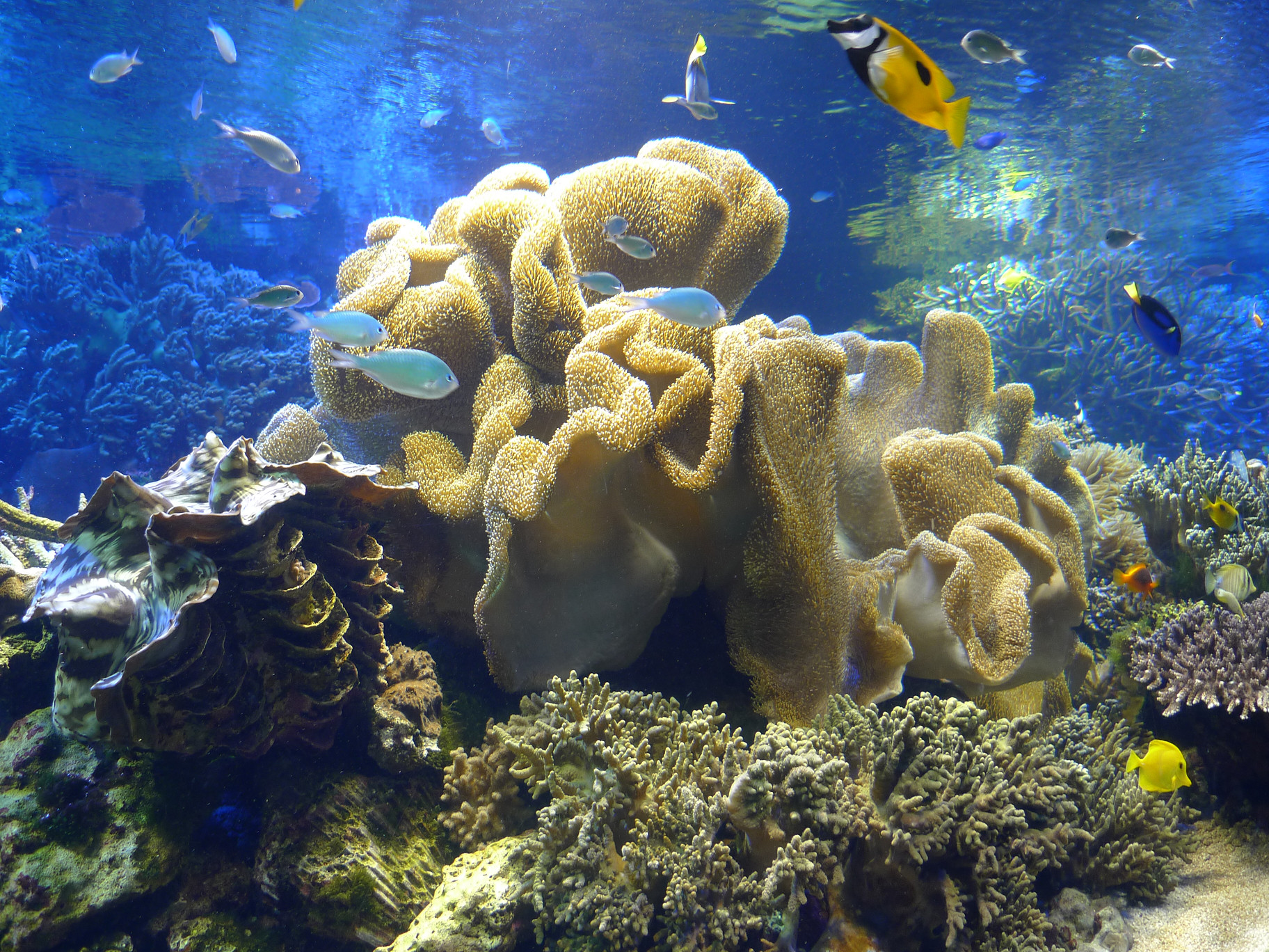 鳥羽水族館展示