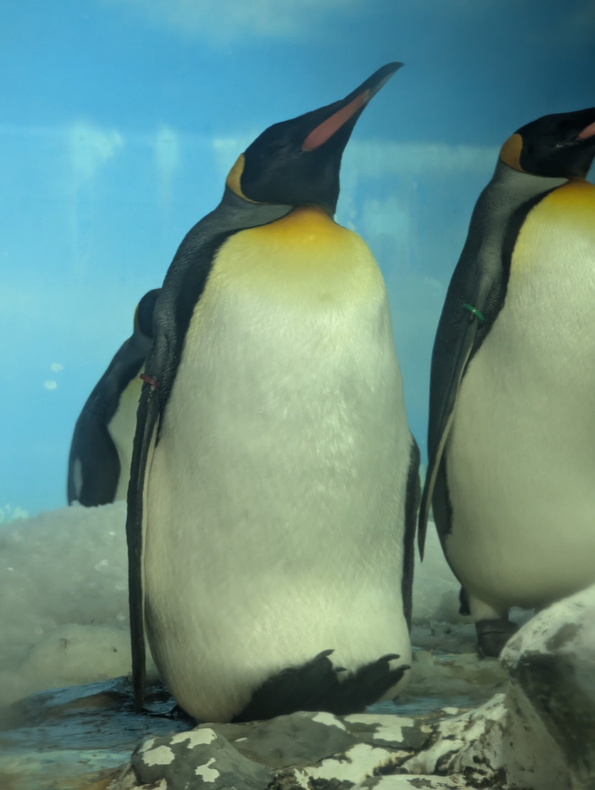 鴨川海洋世界白鯨互動表演