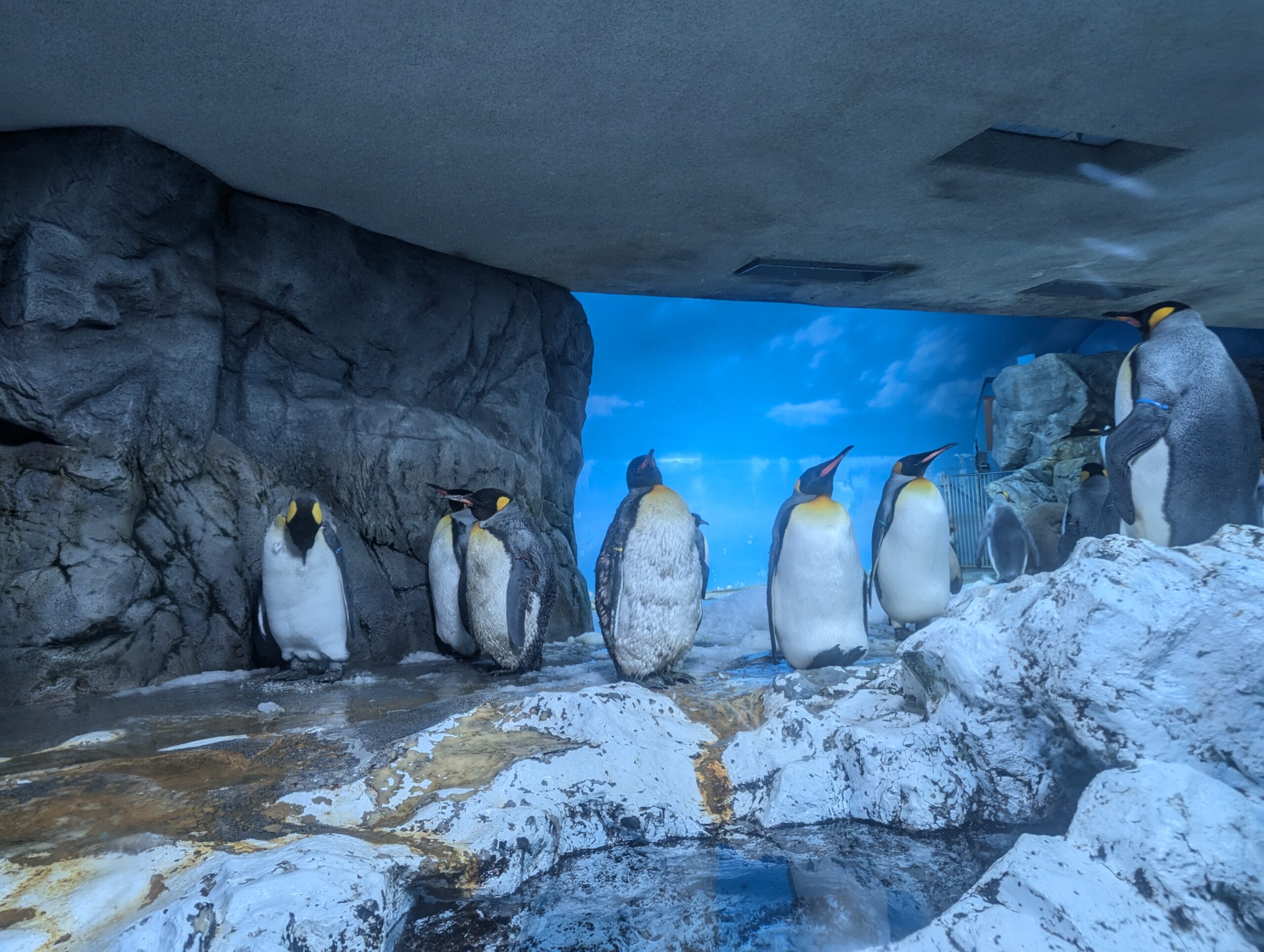 鴨川海洋世界的動物
