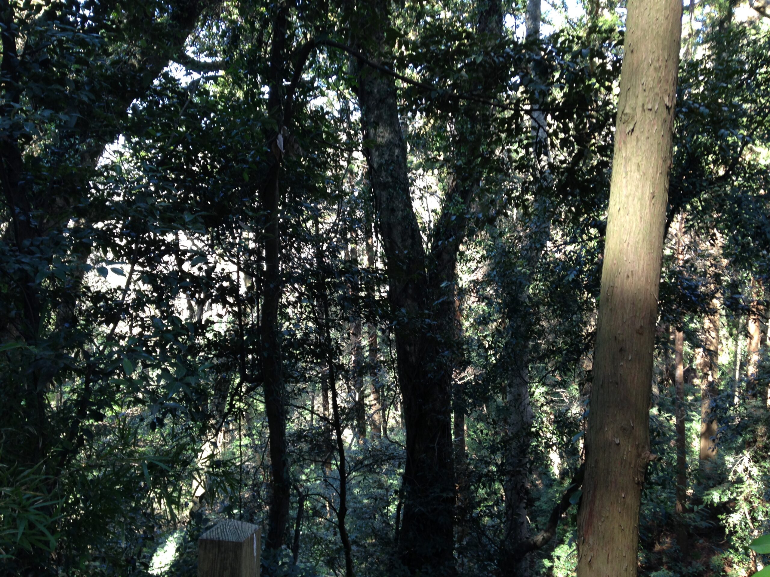 鹿島神社的森林