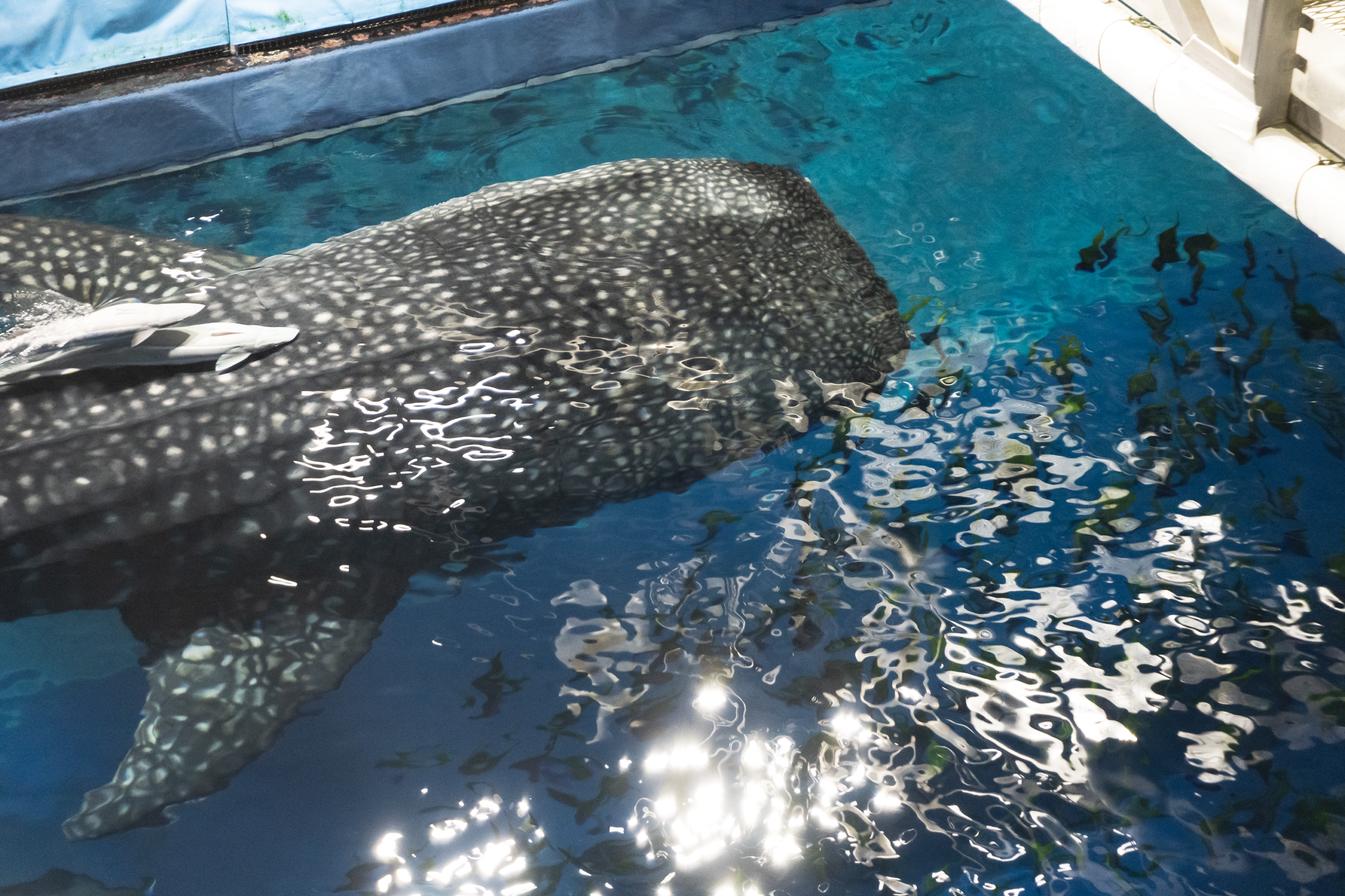 黑潮之海鯨鯊展示