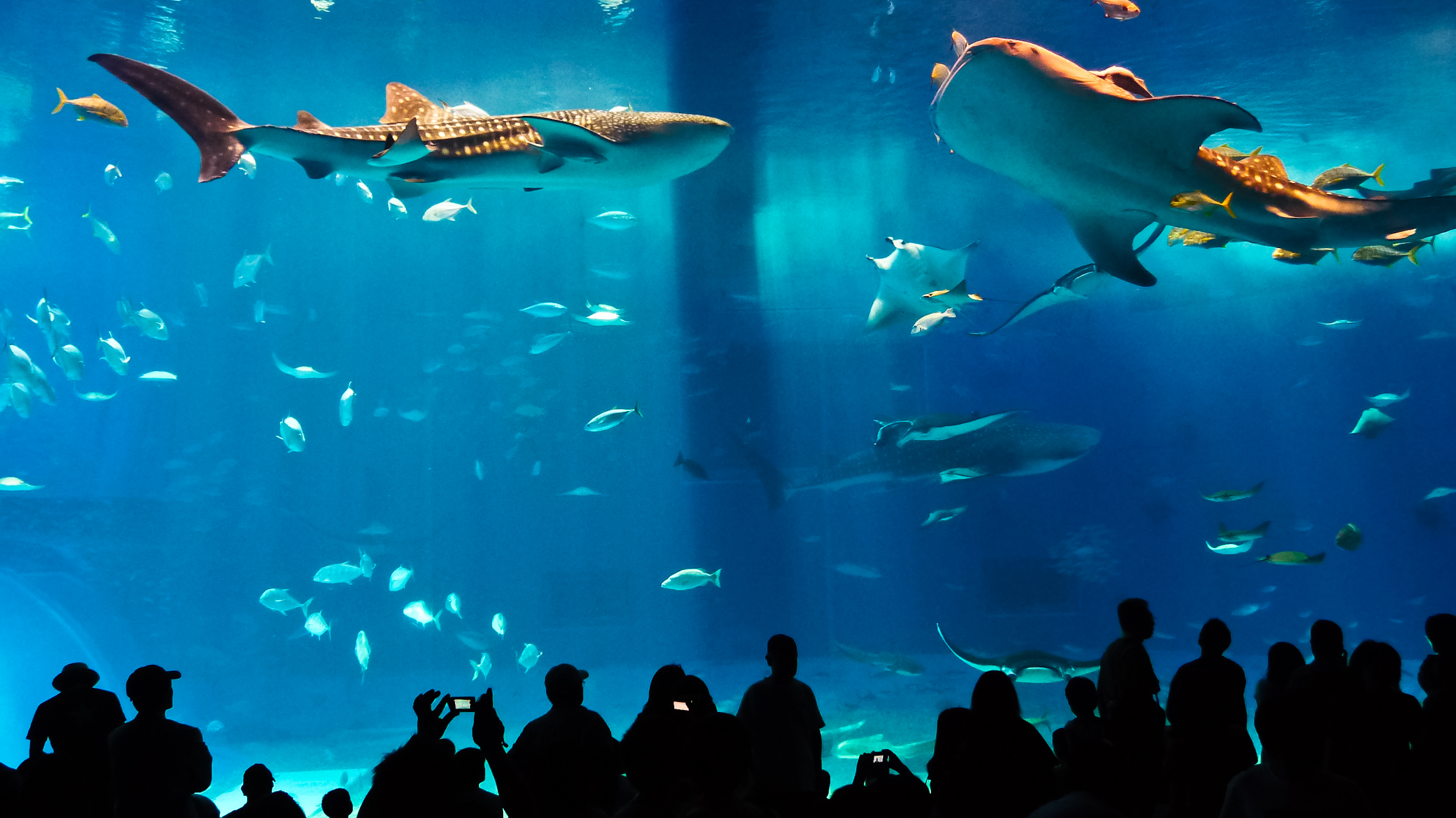 黑潮海洋水族館主水槽
