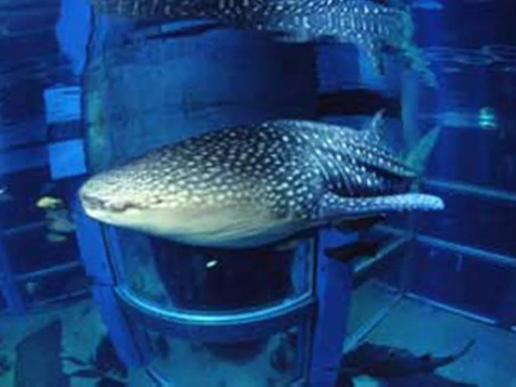 大阪南海輝盛庭國際公寓（Fraser Residence Nankai Osaka）大阪酒店照片 5/5