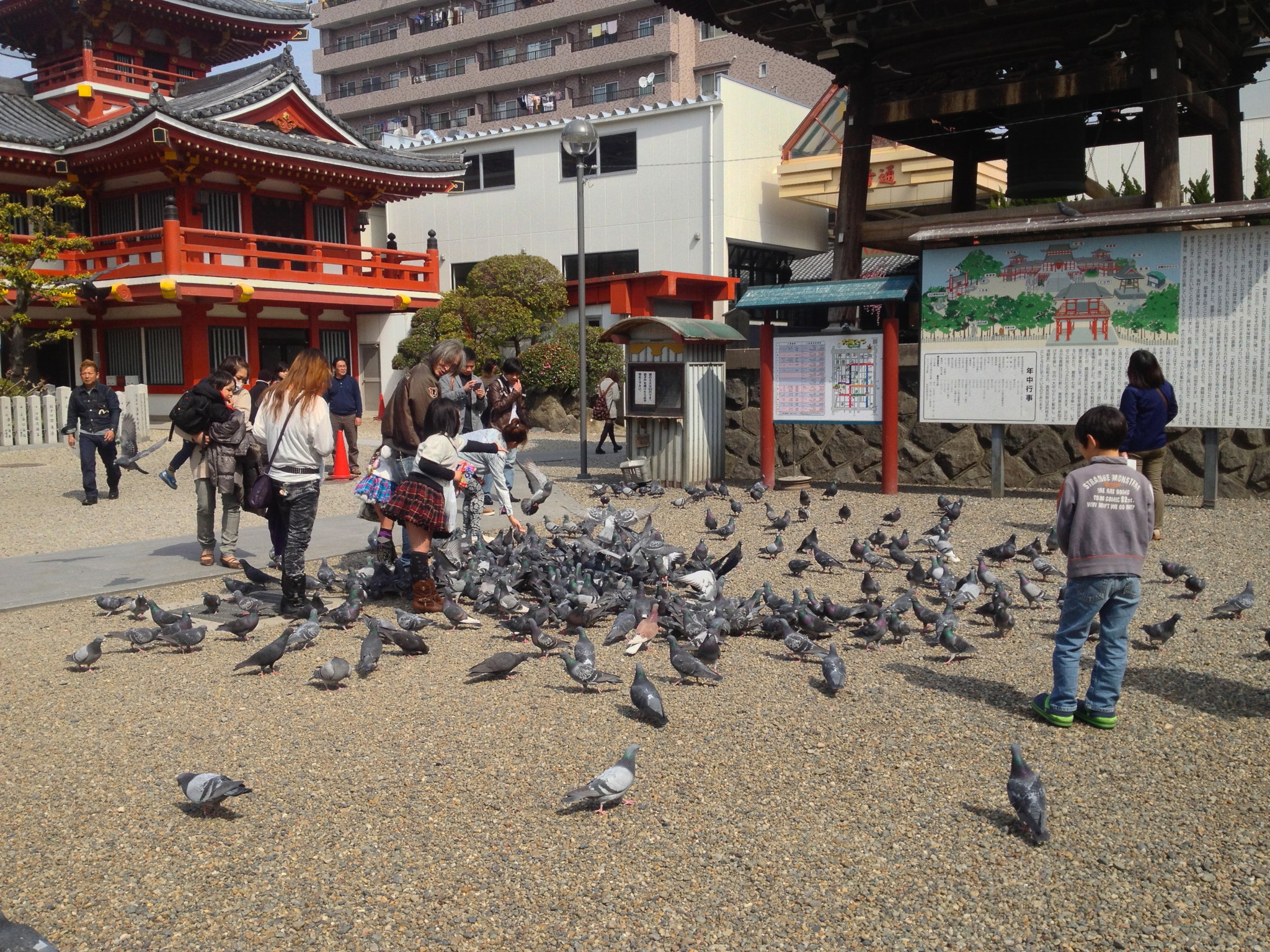 許多鴿子棲息在大須觀音寺