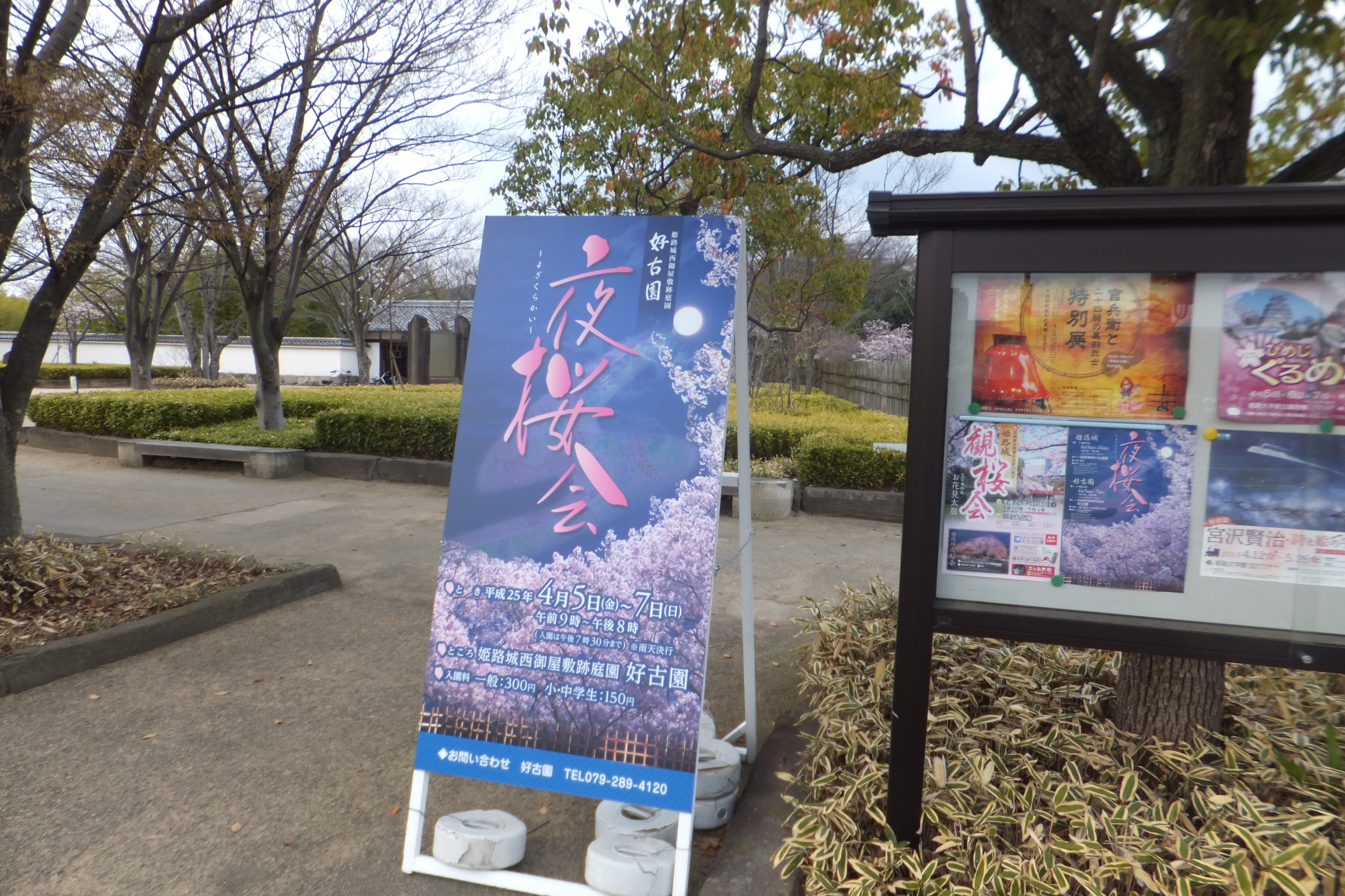 2013年姬路城的櫻花