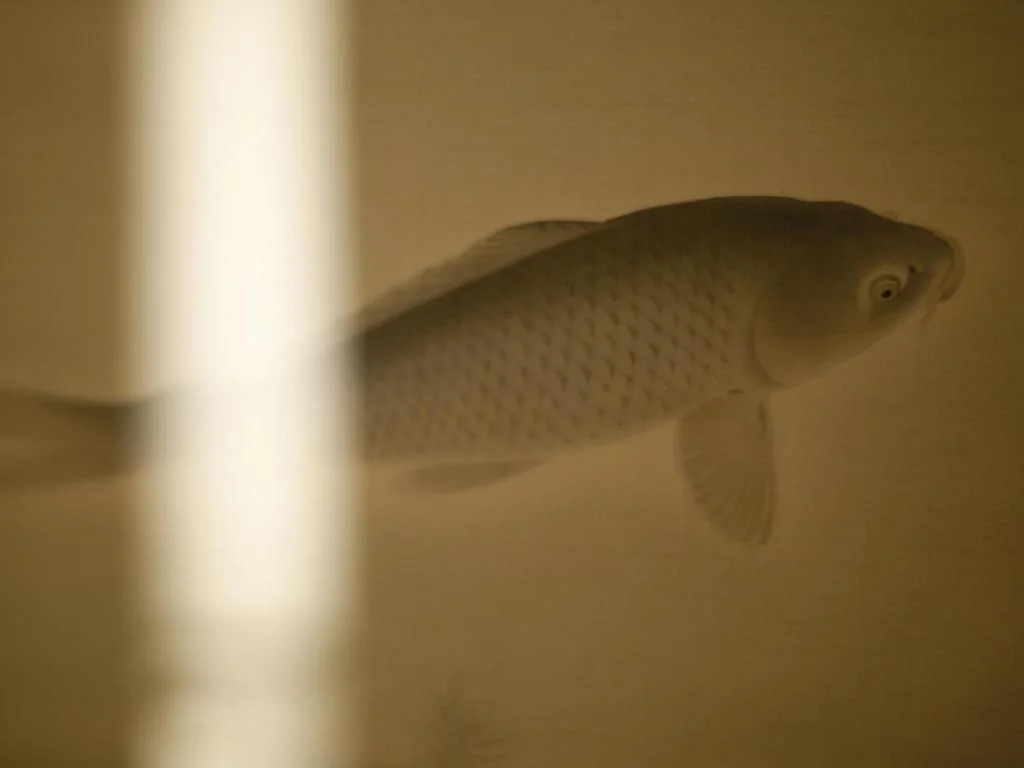 Honjin Hiranoya Kachoan 高山住宿照片 (4)