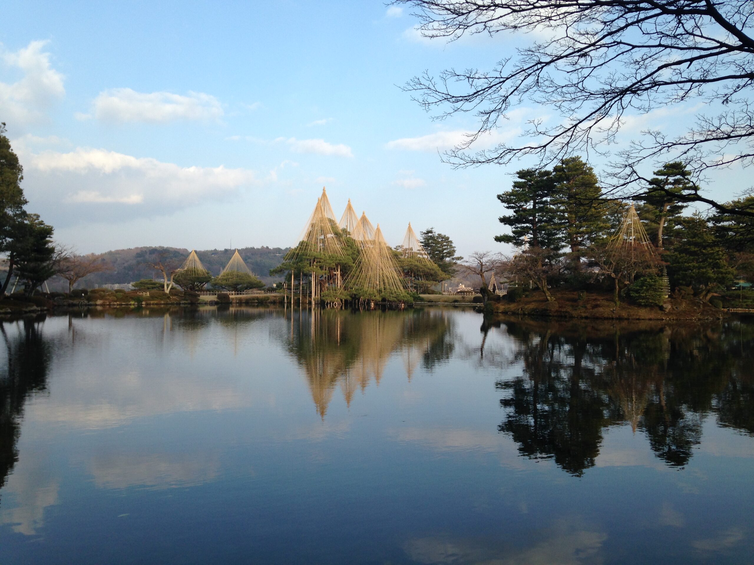 兼六園加羅塞克松樹與霞之池