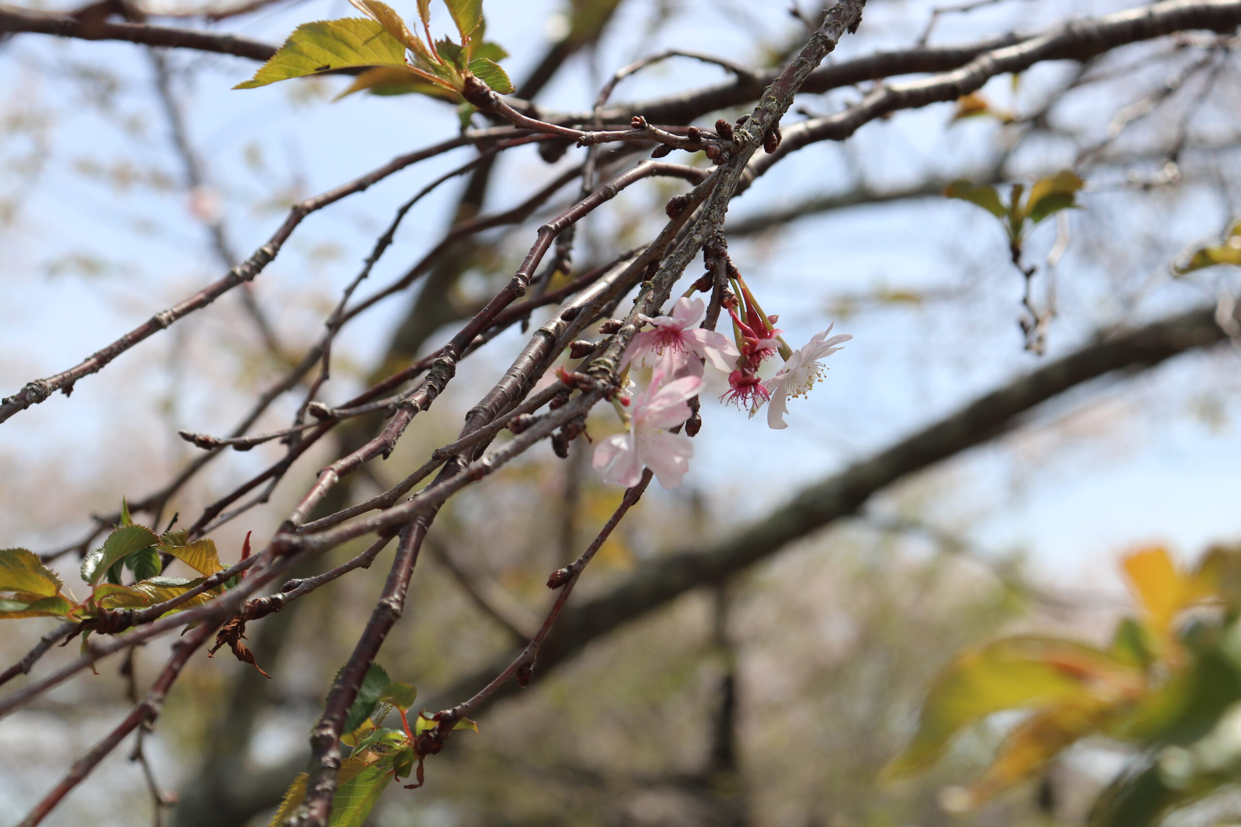 兼六園四季櫻花