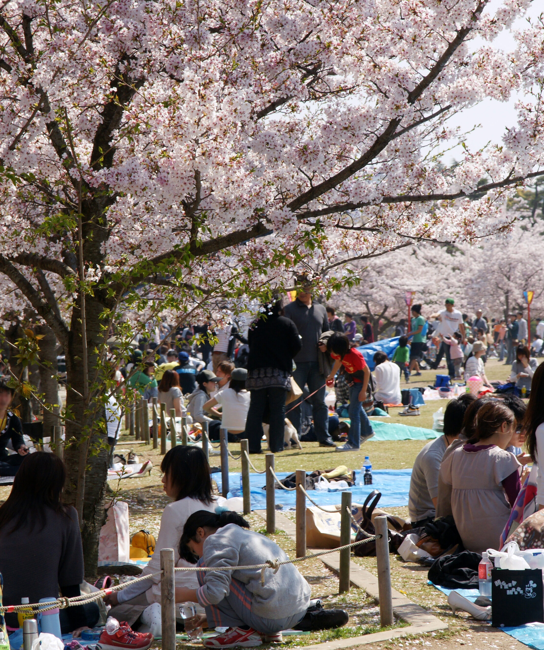 姬路城白色天守閣與粉紅櫻花