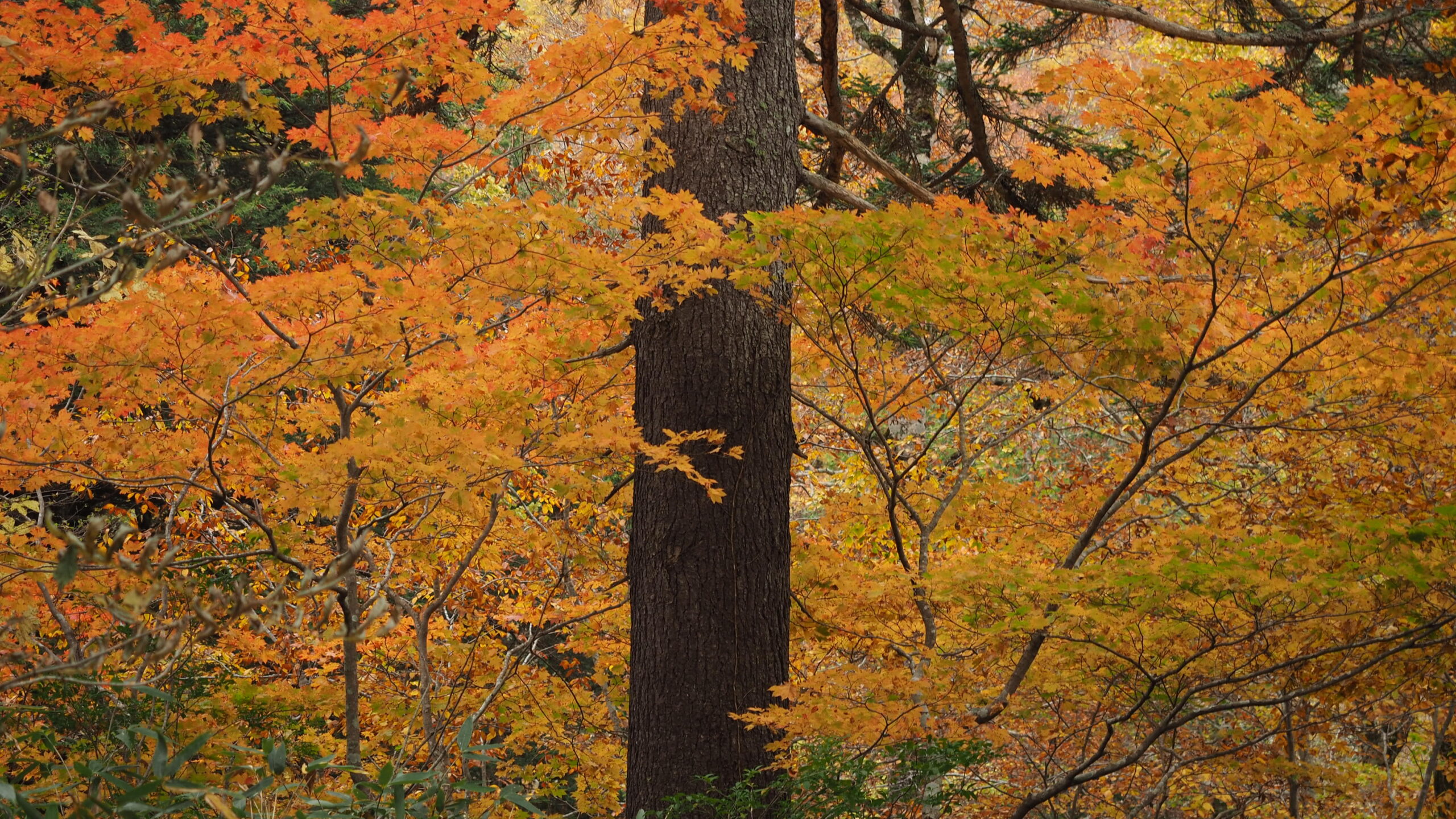 日本大澤秋葉景色