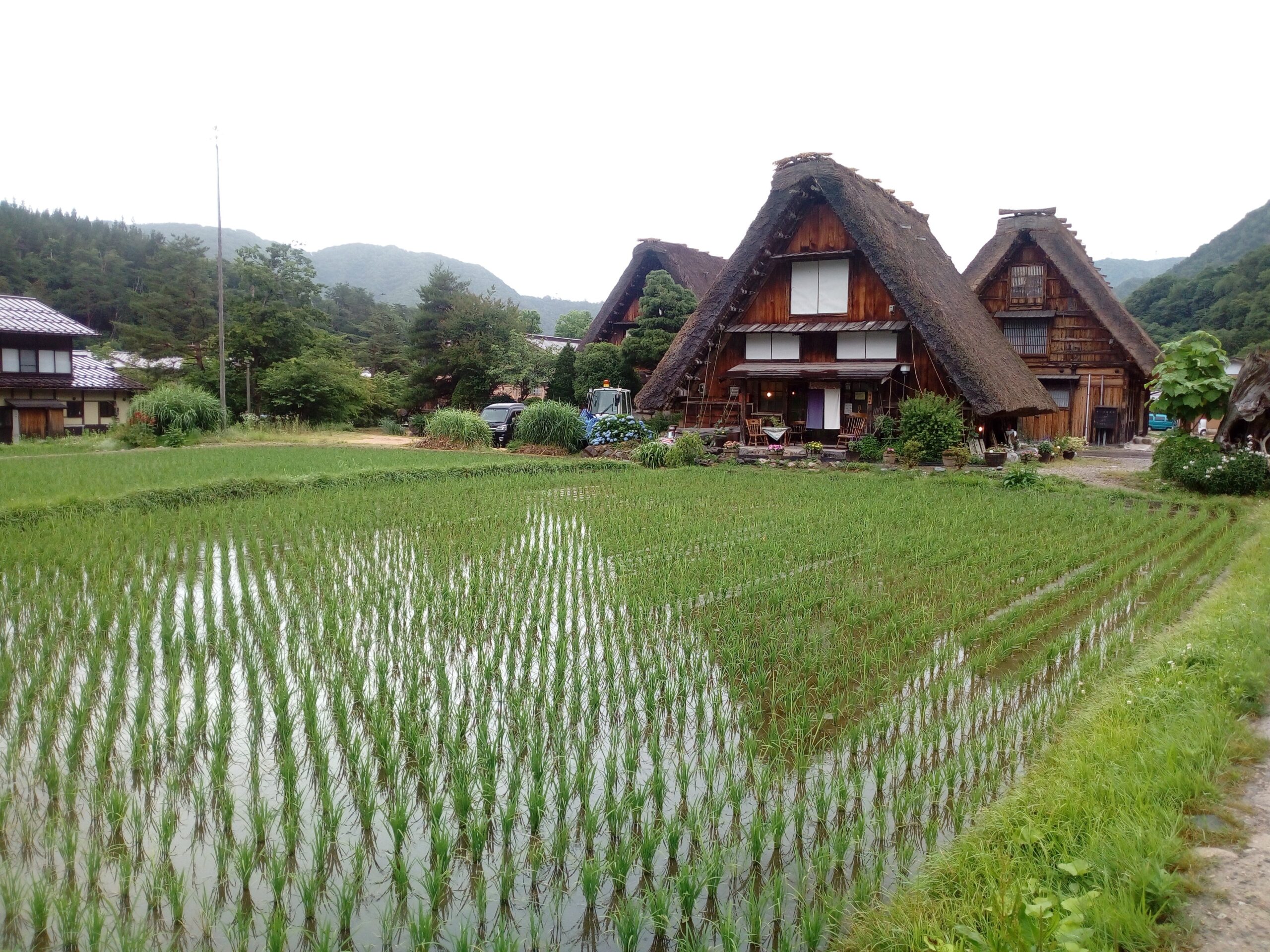 日本岐阜縣白川鄉前的稻田