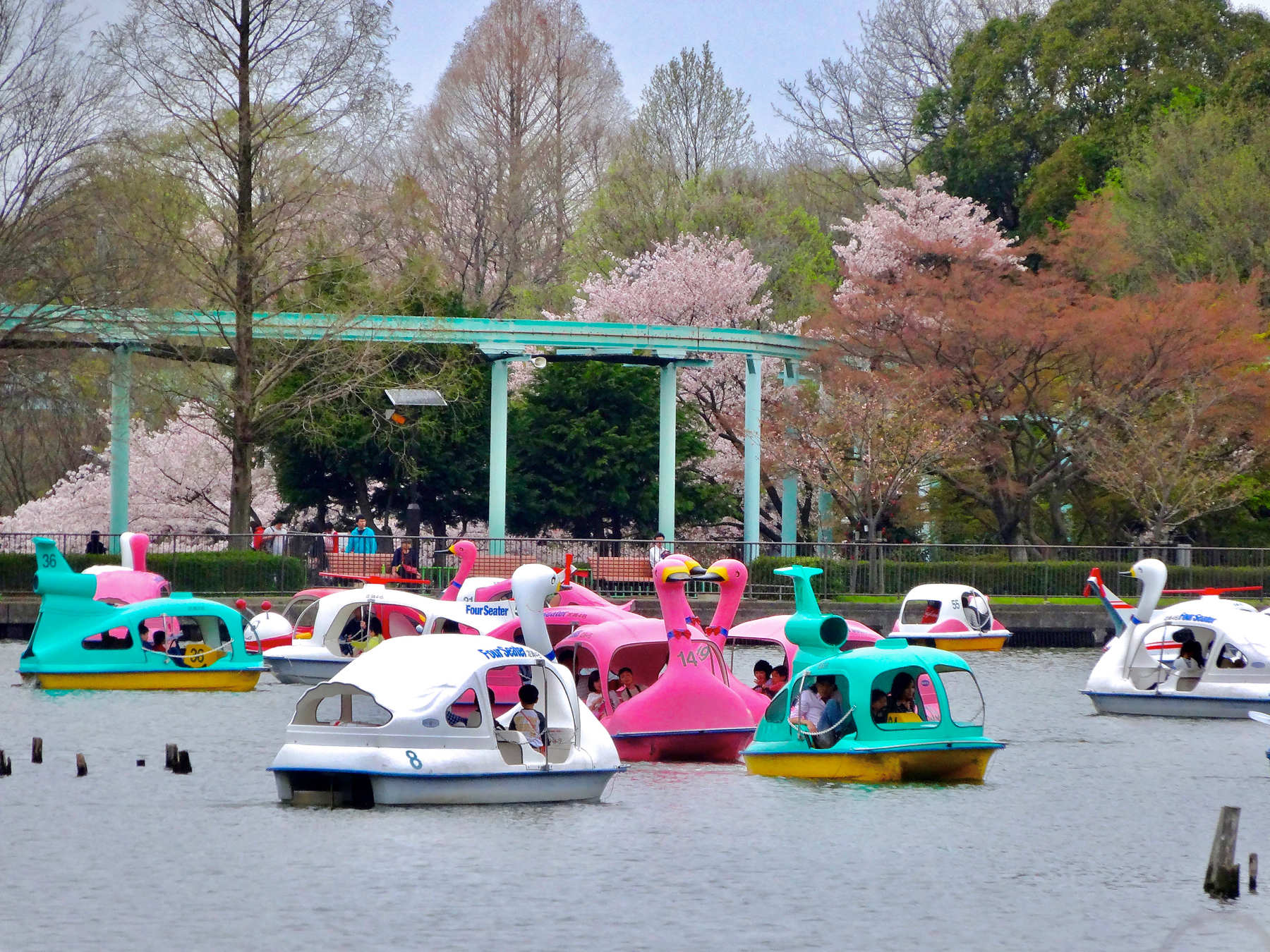 東山動物園的天鵝船與櫻花