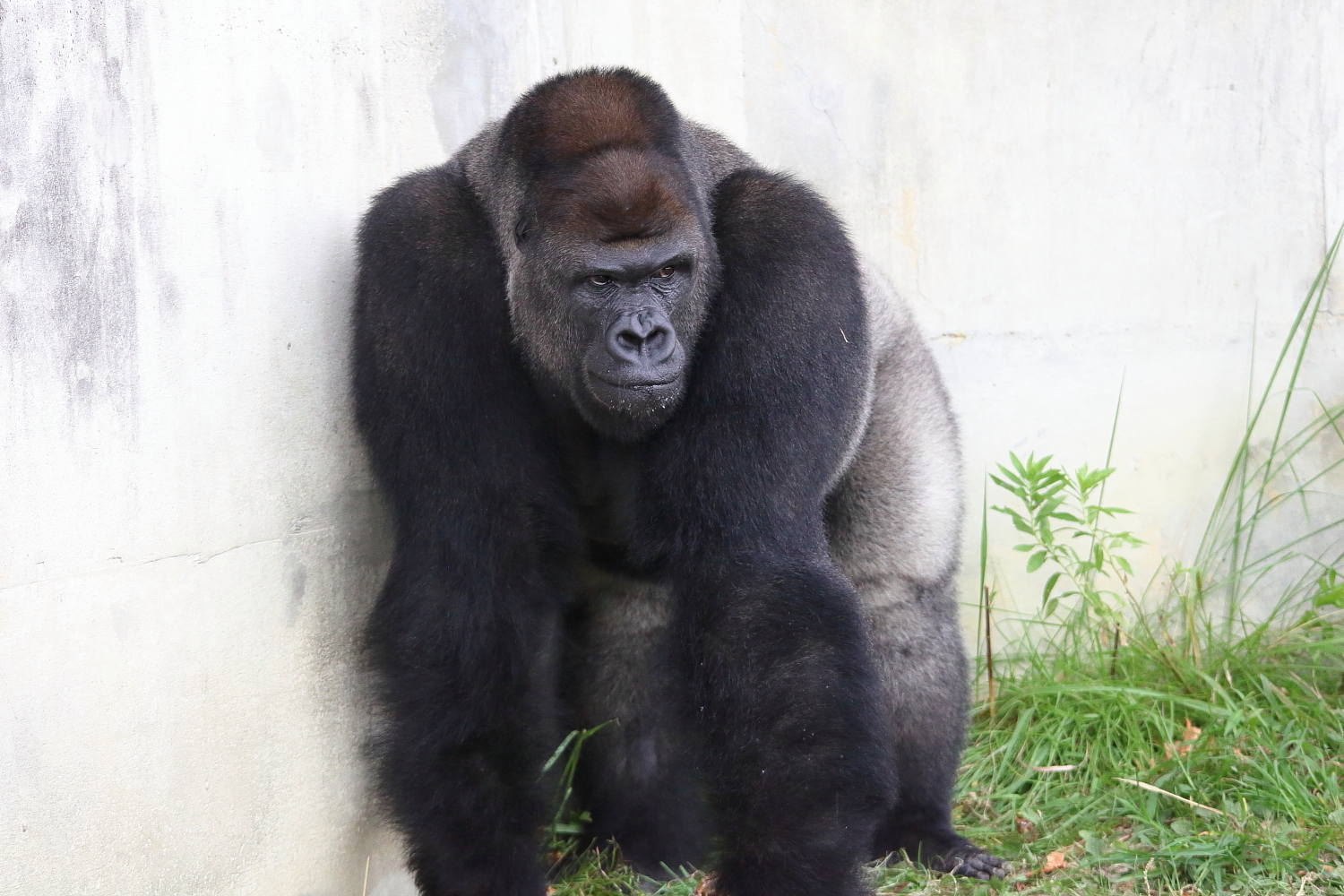 東山動物園的西部大猩猩