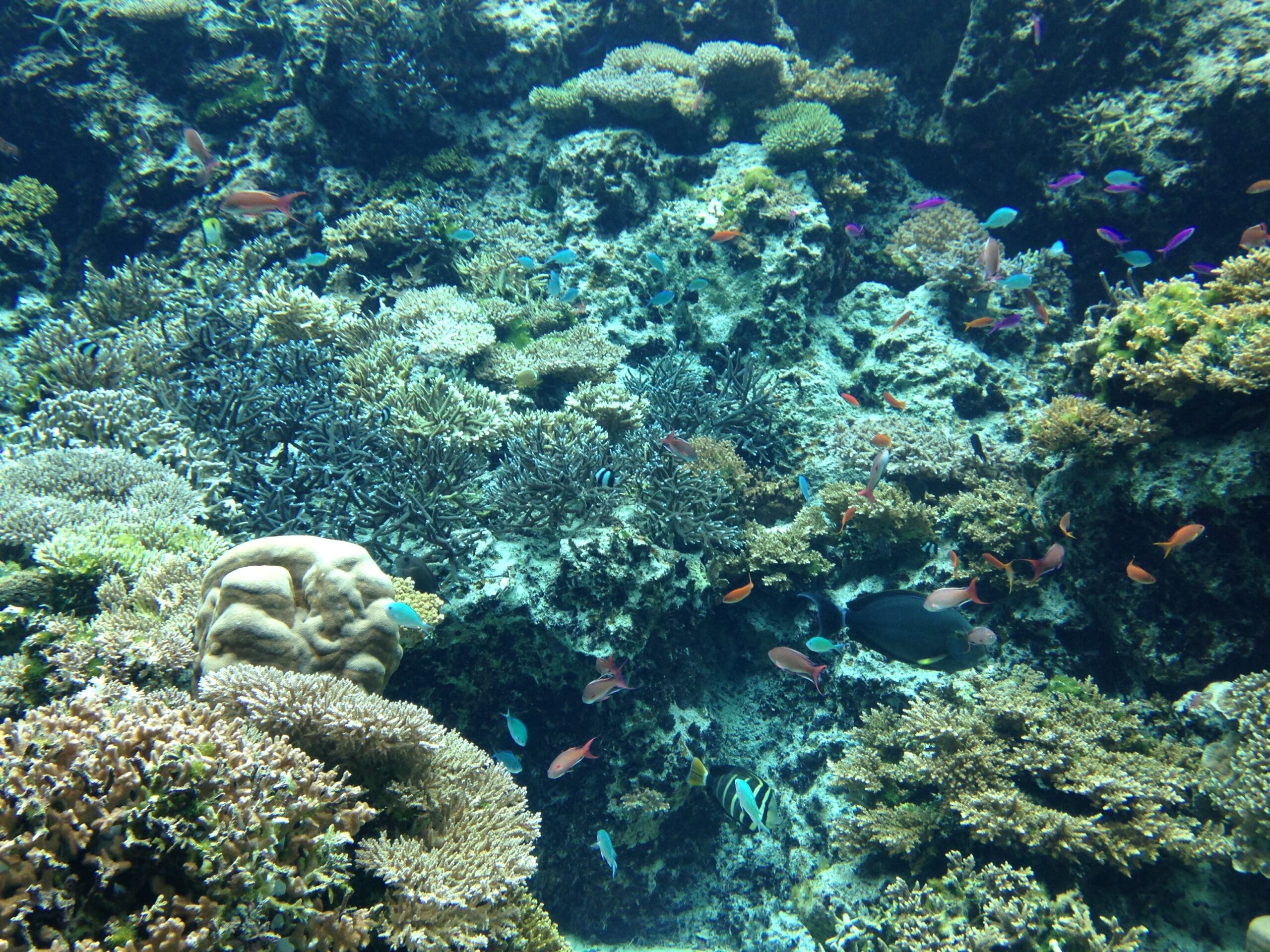 沖繩美麗海水族館的珊瑚
