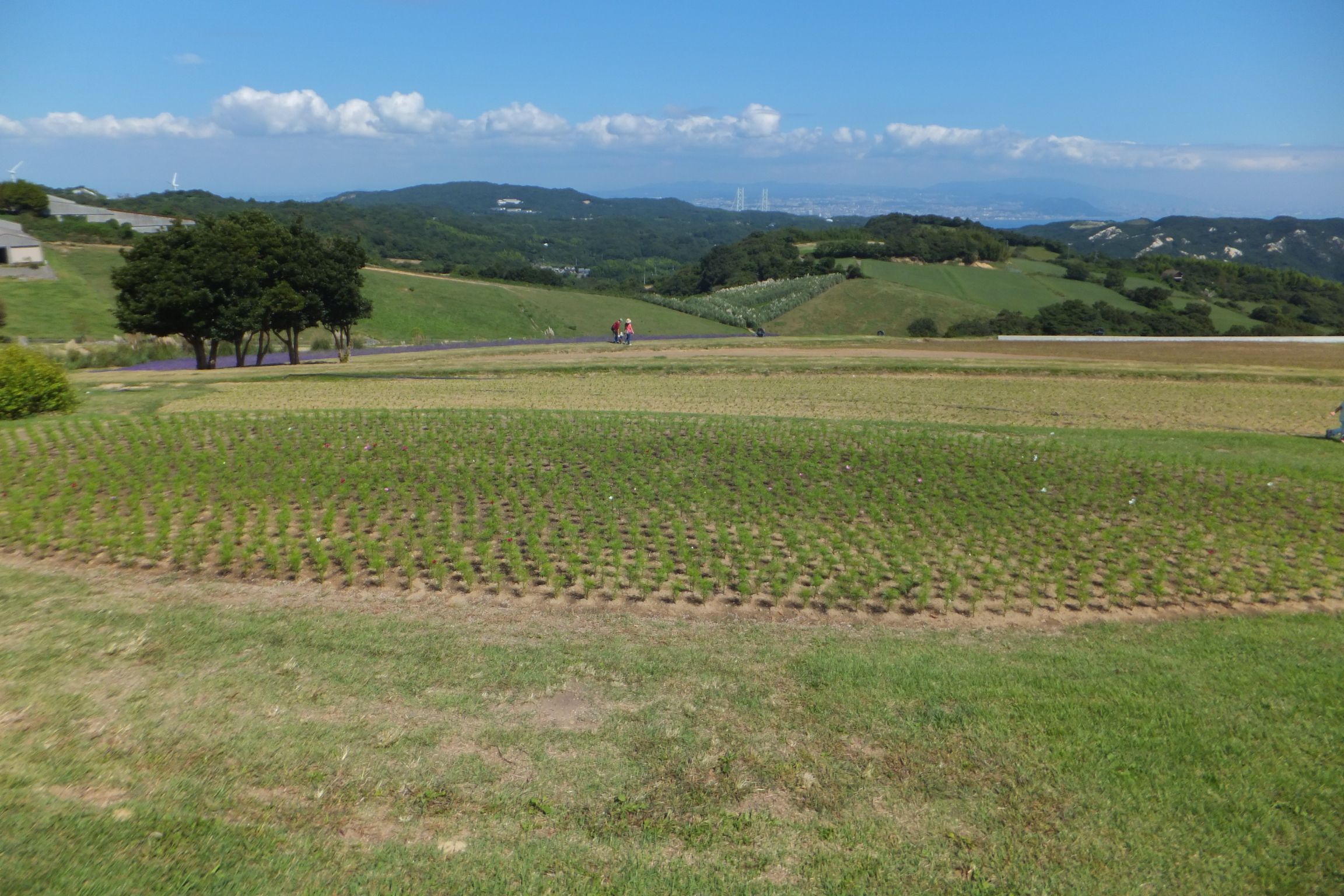 淡路島陽台花卉