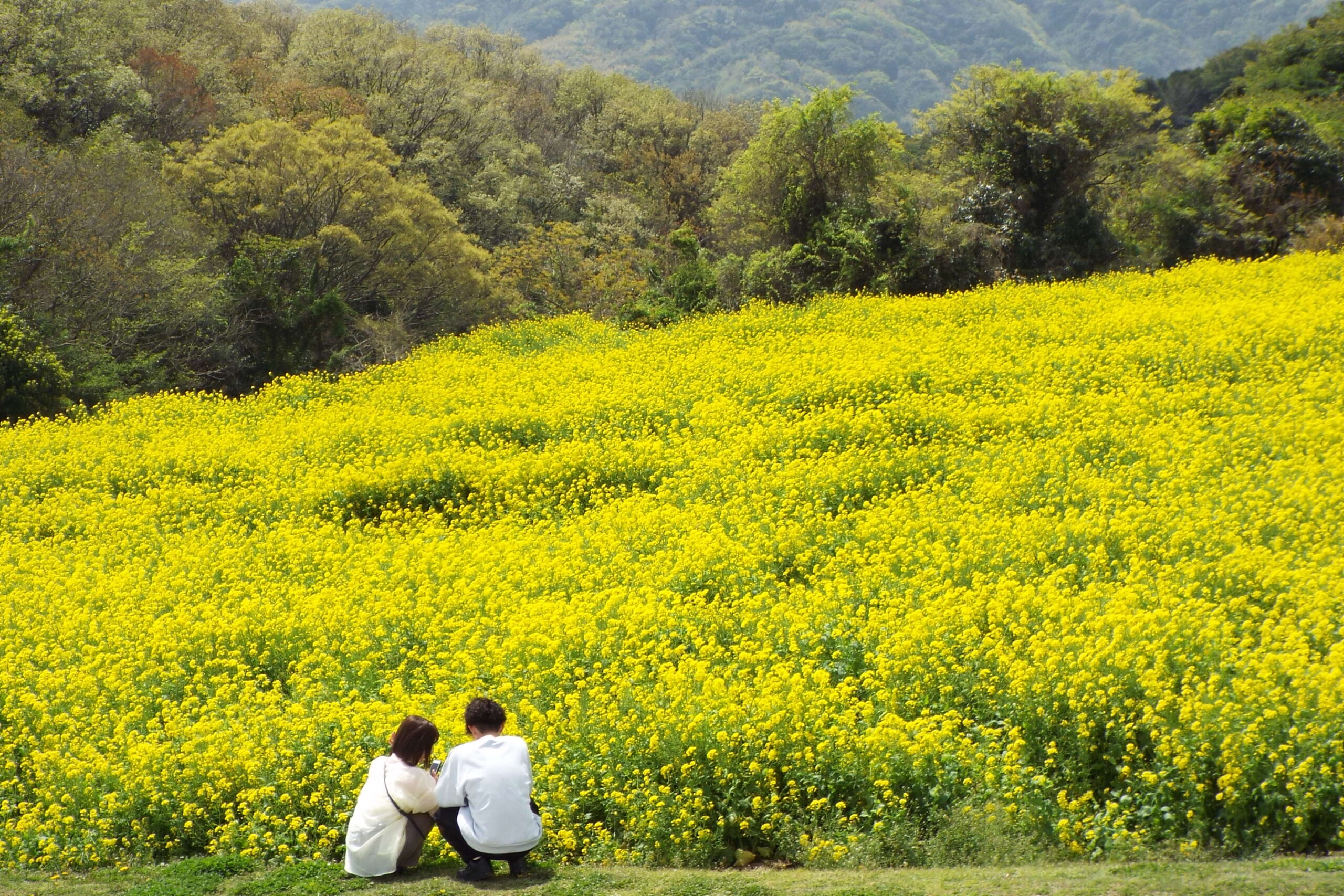 淡路花桟敷春季鬱金香花海