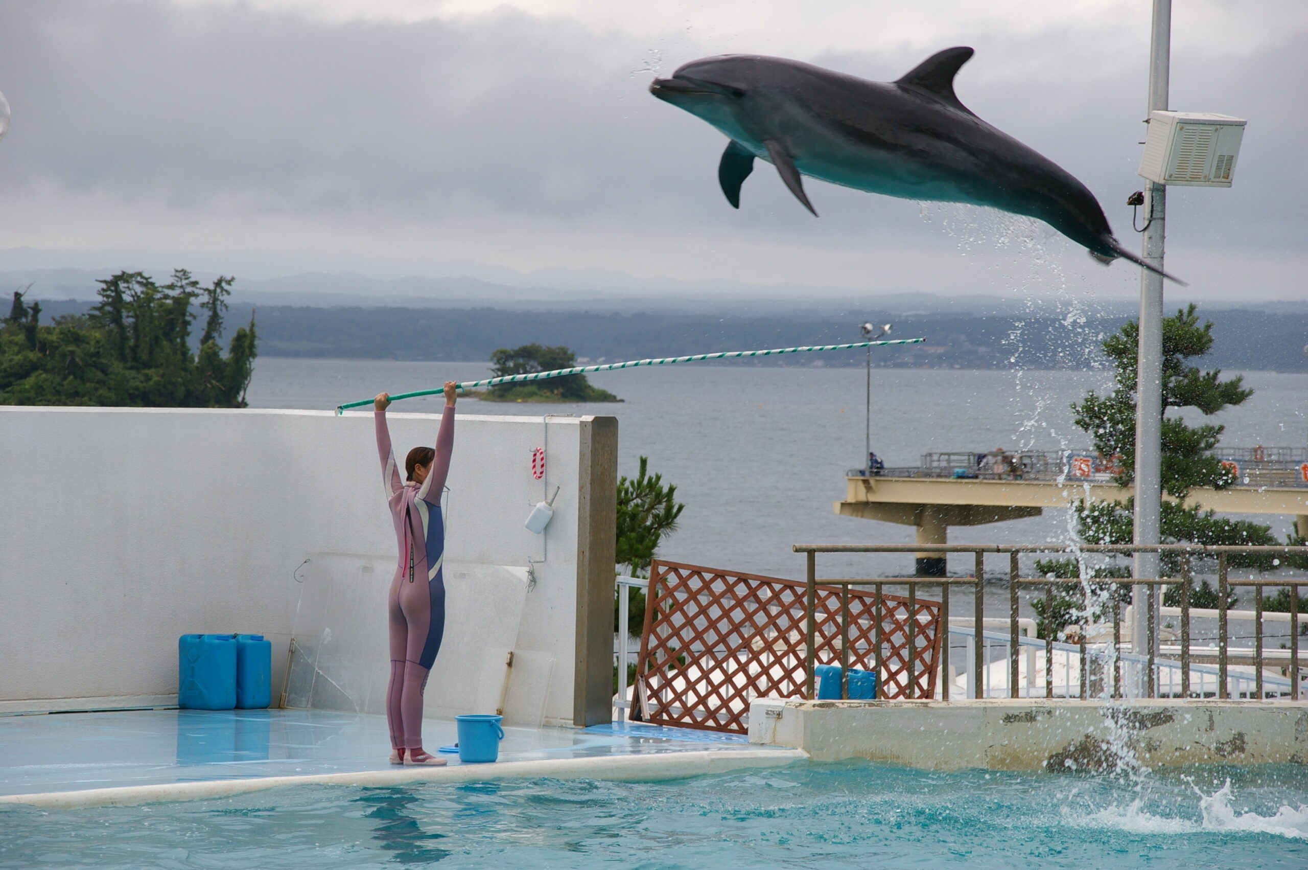 瓶鼻海豚 - 能登島水族館 - 石川縣 - 日本