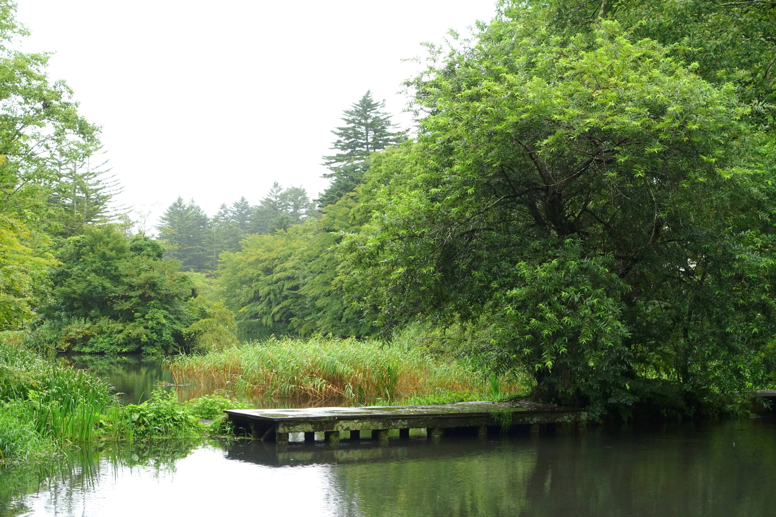 輕井澤久茂八池塘