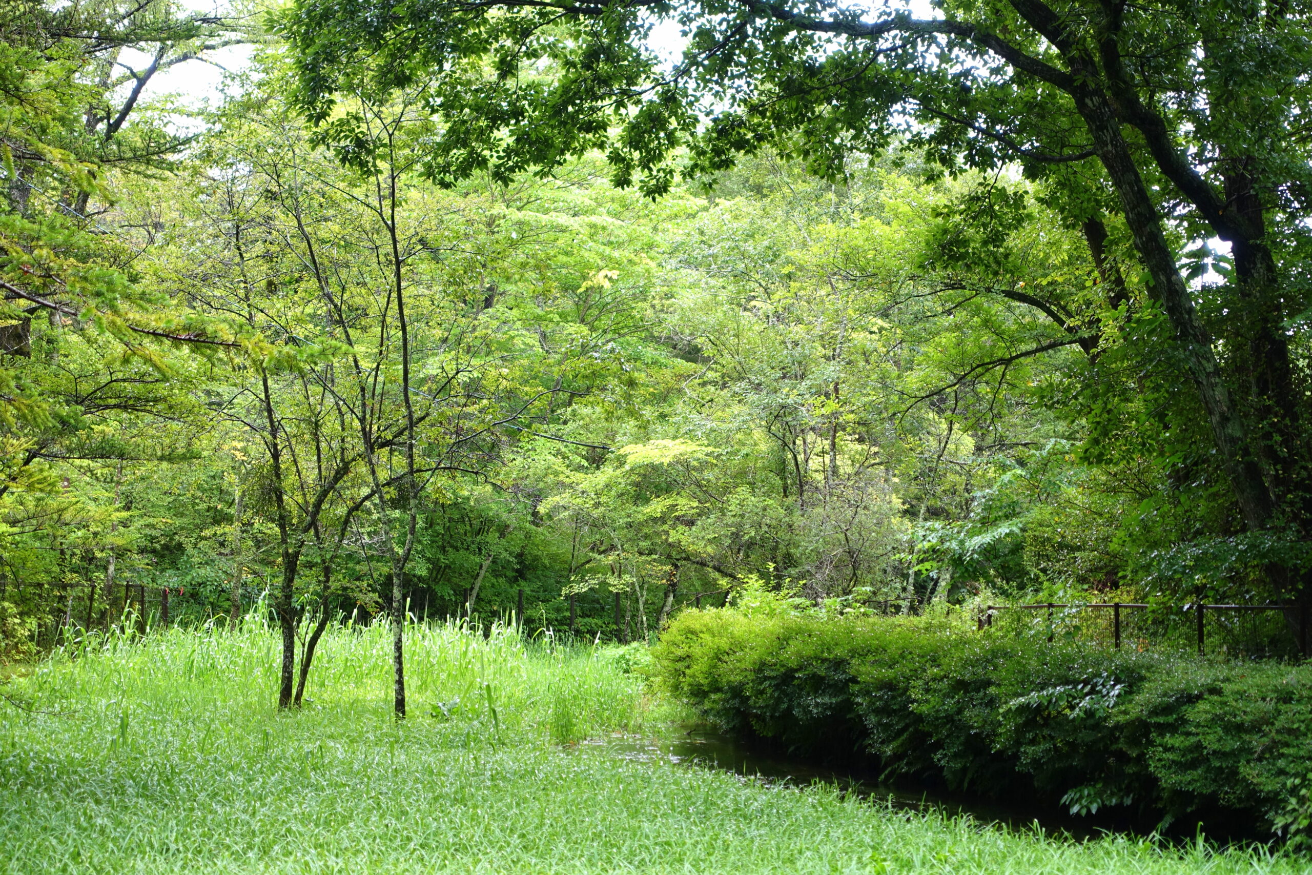 輕井澤雲場池秋景