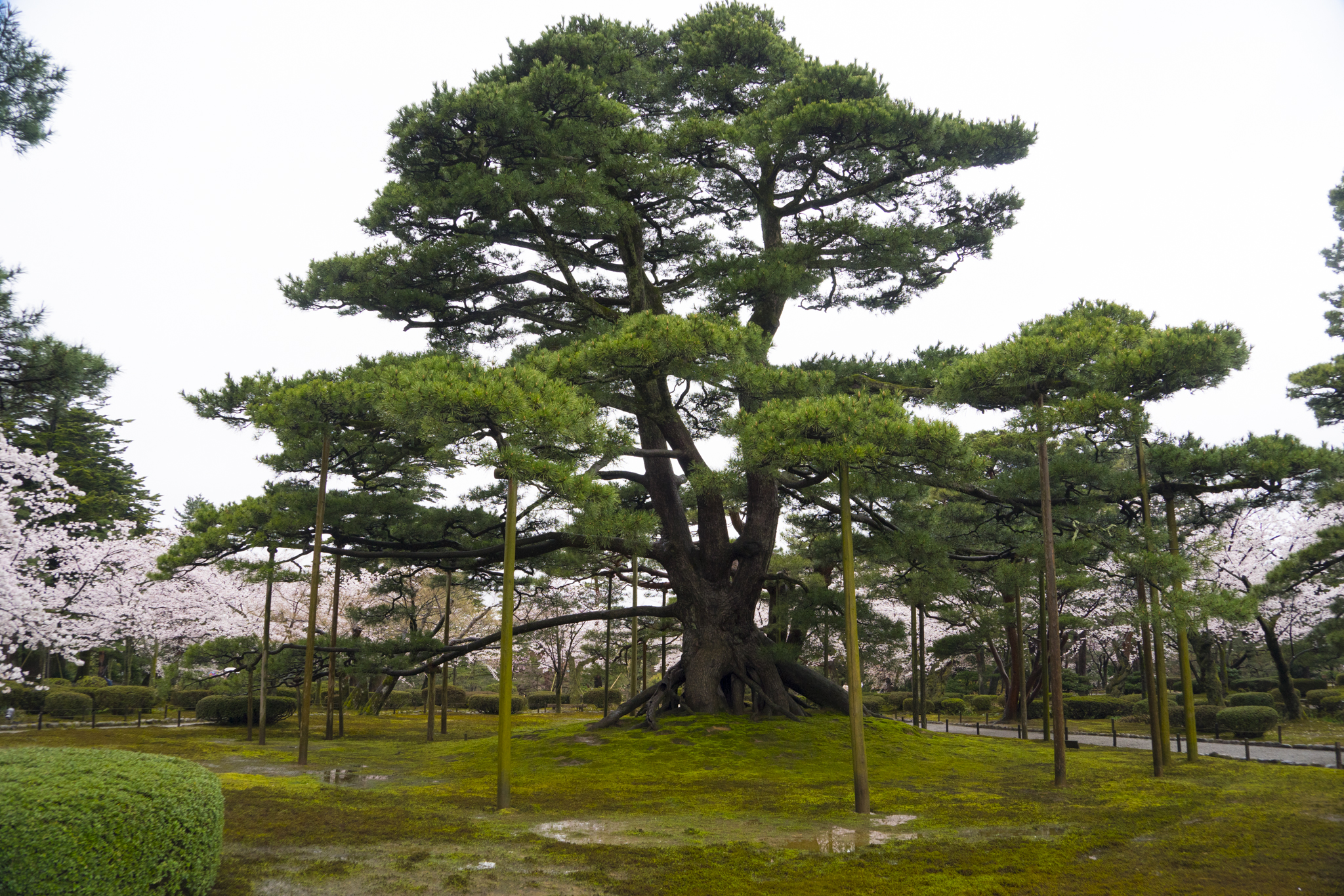 金澤城，日本金澤市