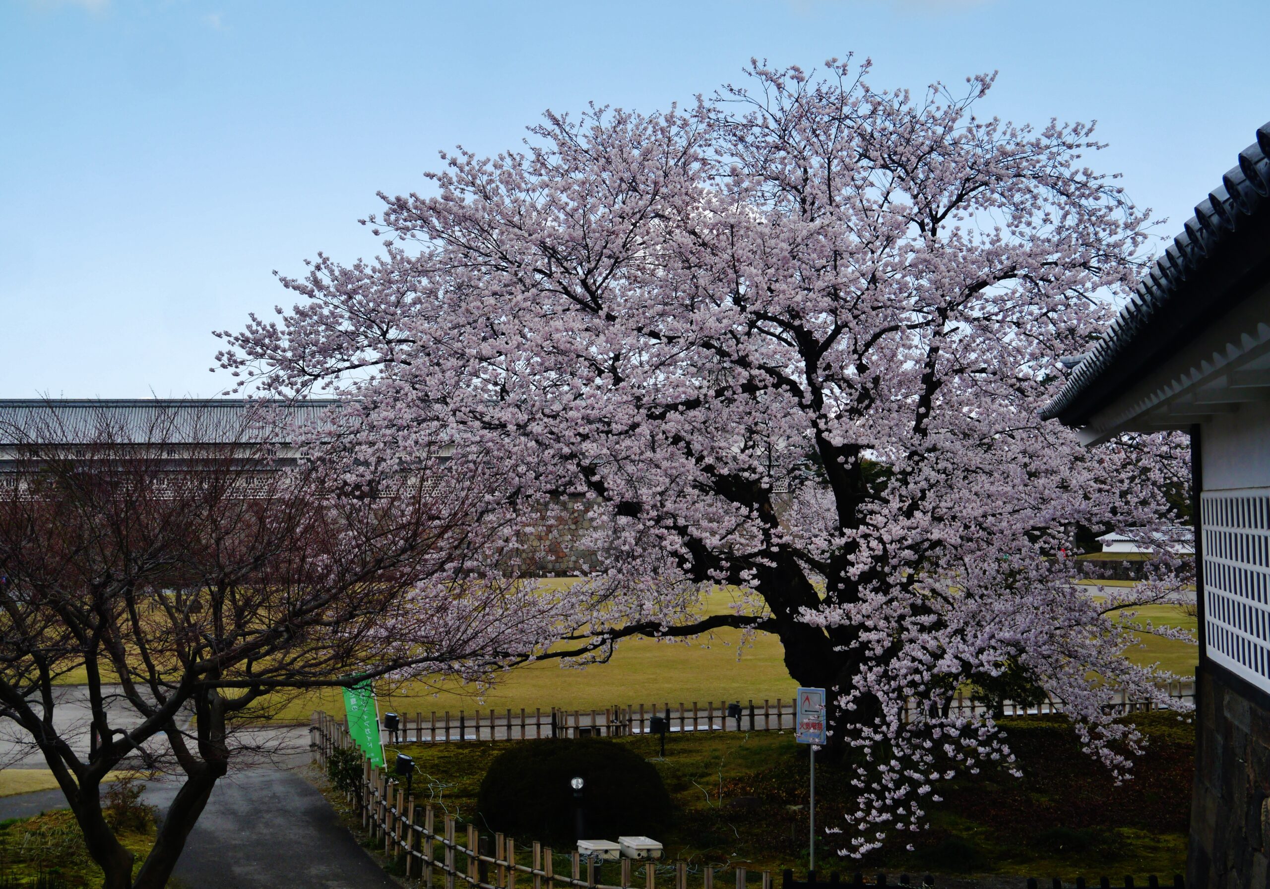 金澤城櫻花景色