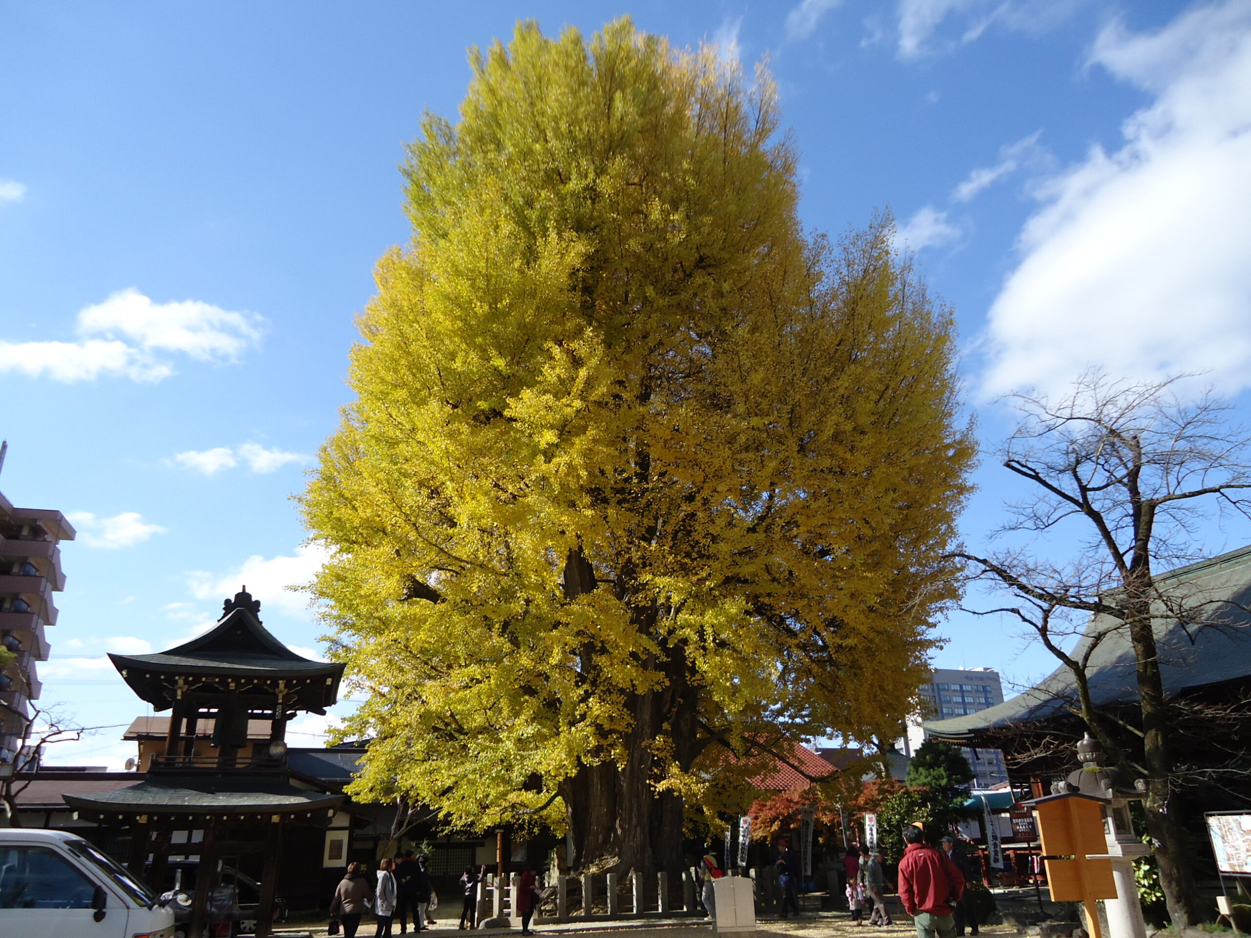 飛騨国分寺 大銀杏.01