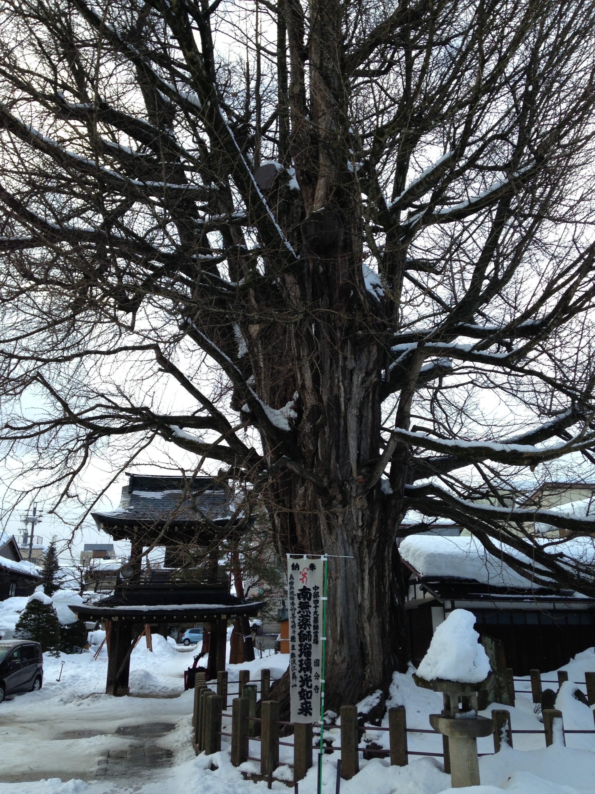 飛驒國分寺寺的大銀杏樹與鐘樓門，雪景
