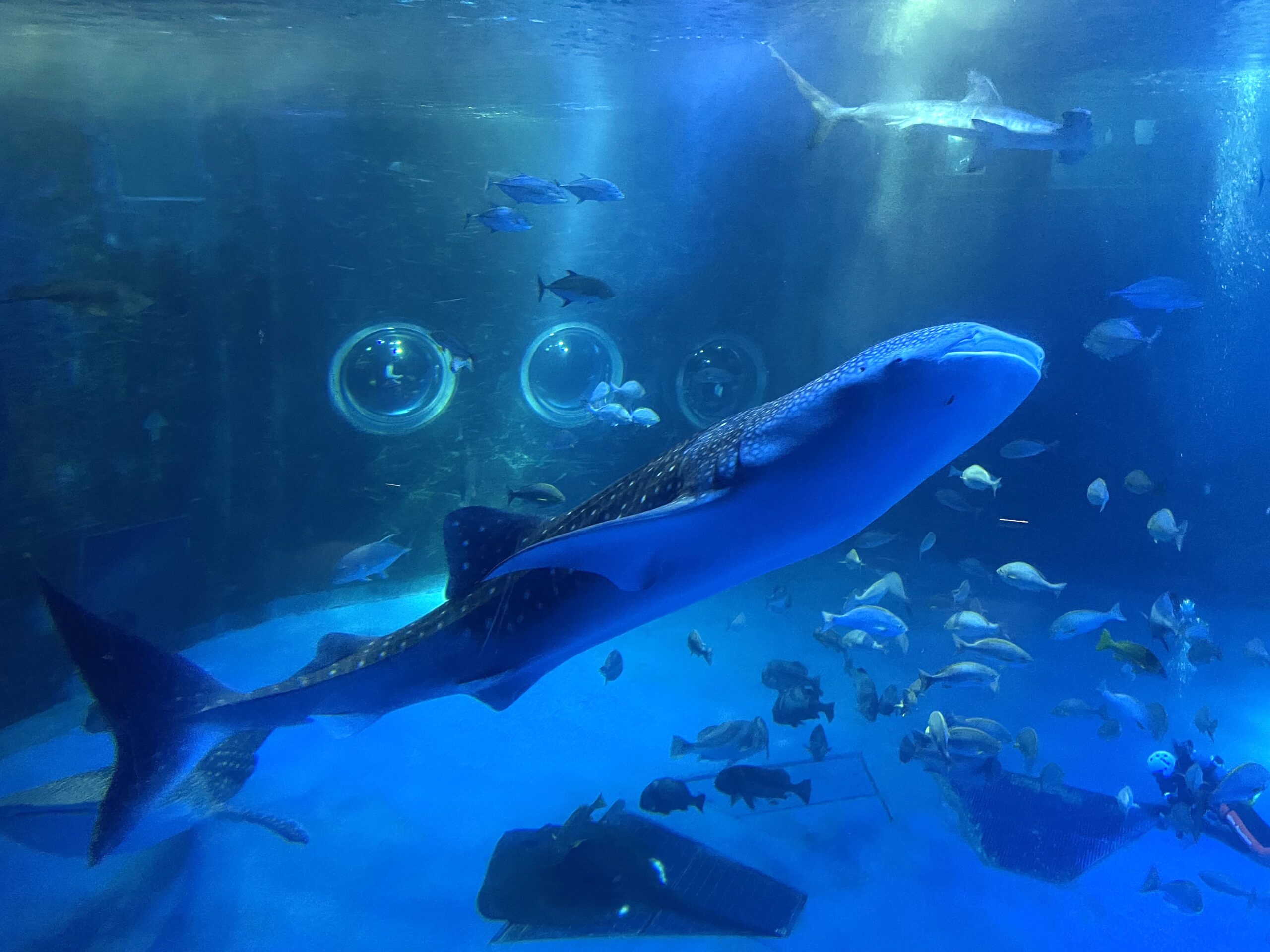 鯨鯊 - 能登島水族館