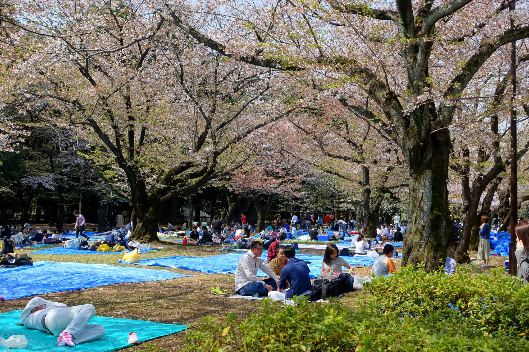 Yoyogi-Park