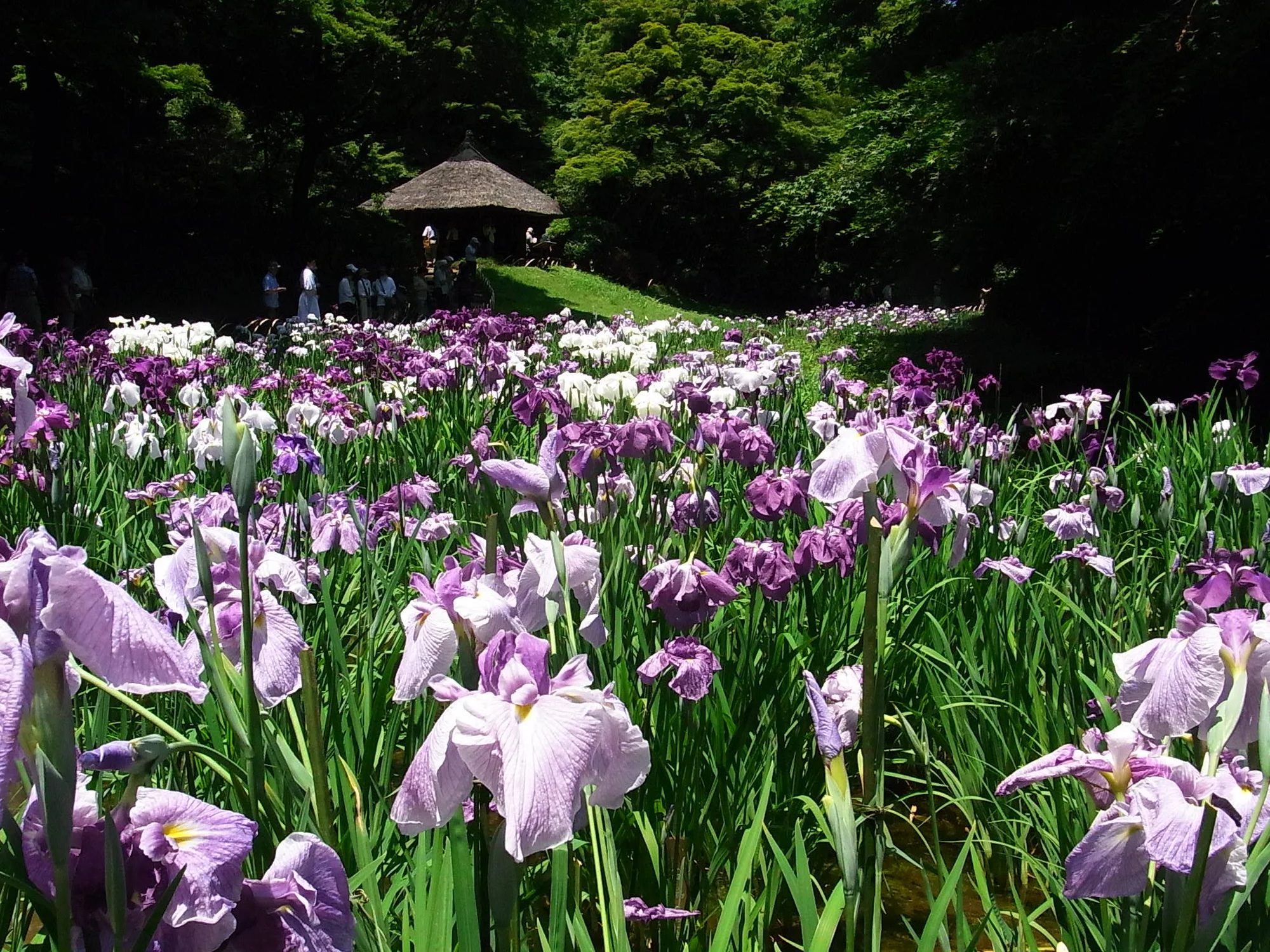 明治神宮御苑菖蒲花圃（6月盛開）