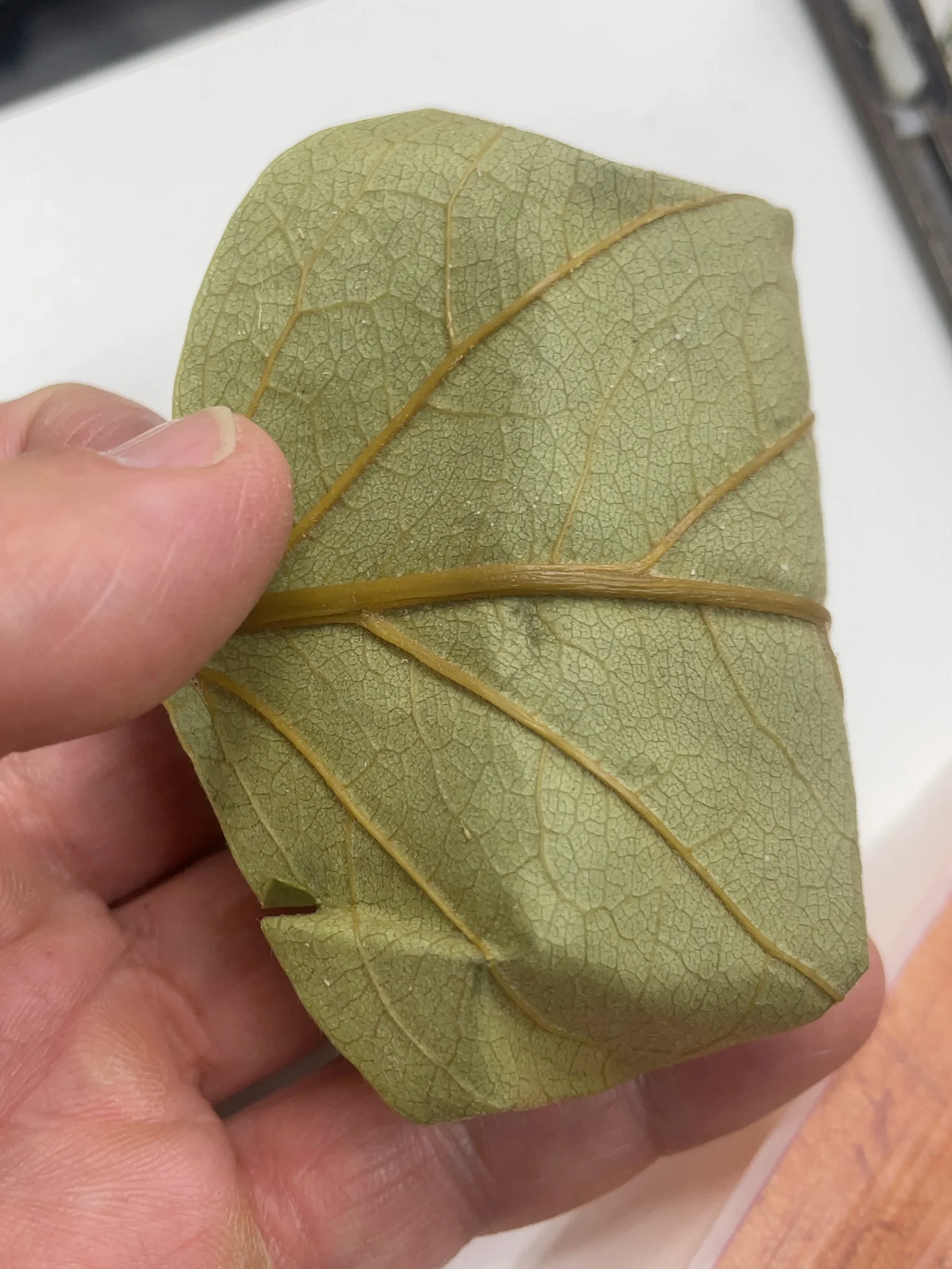 柿葉壽司