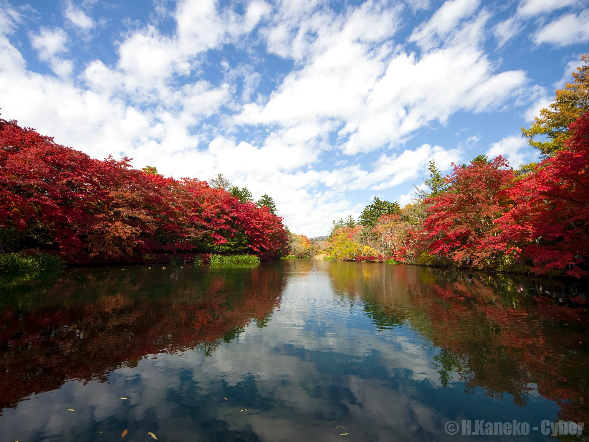 輕井澤雲場池秋季紅葉倒映在平靜水面上，周圍楓樹與落葉松交織