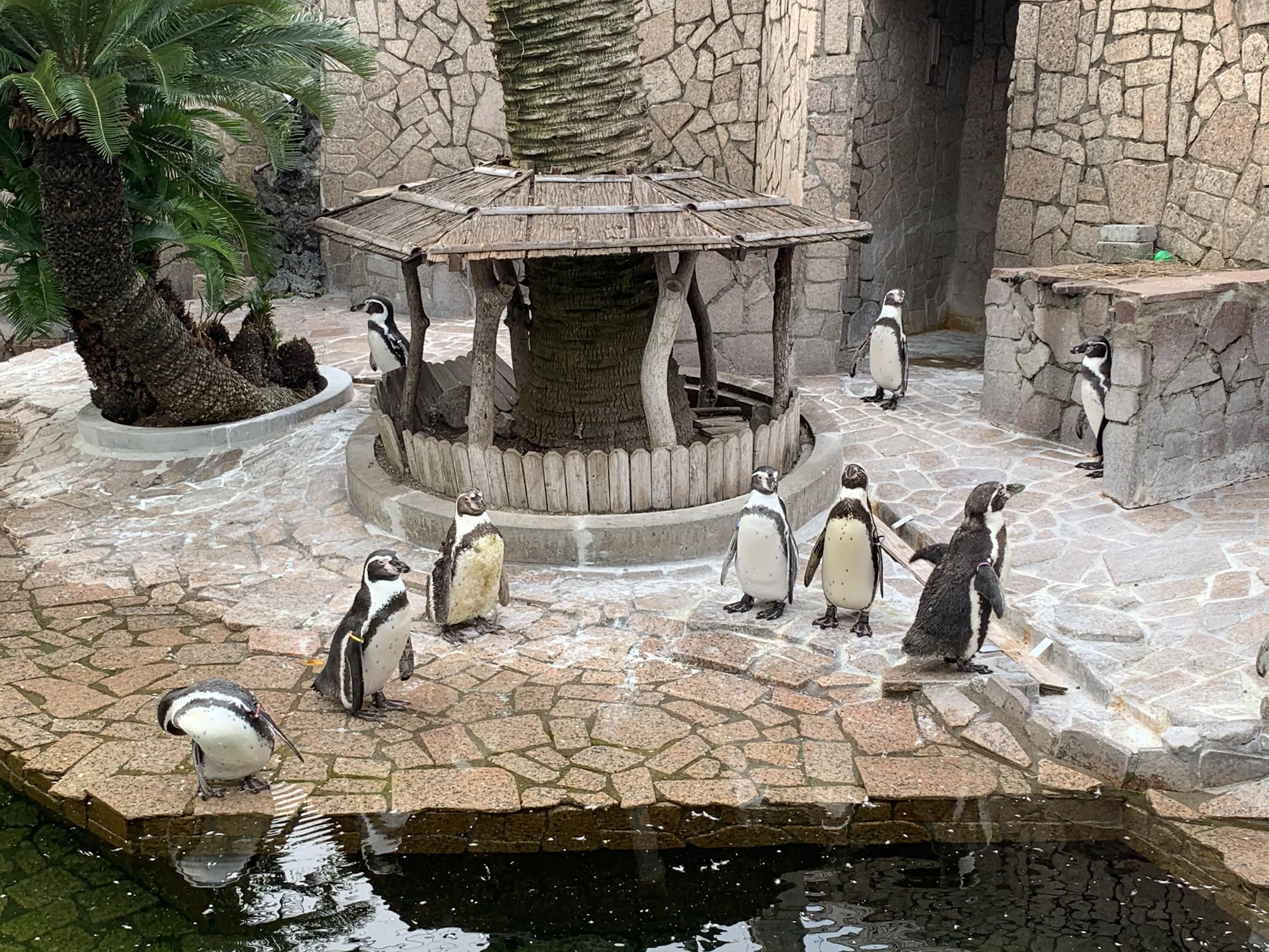 江戶川區自然動物園企鵝展示區