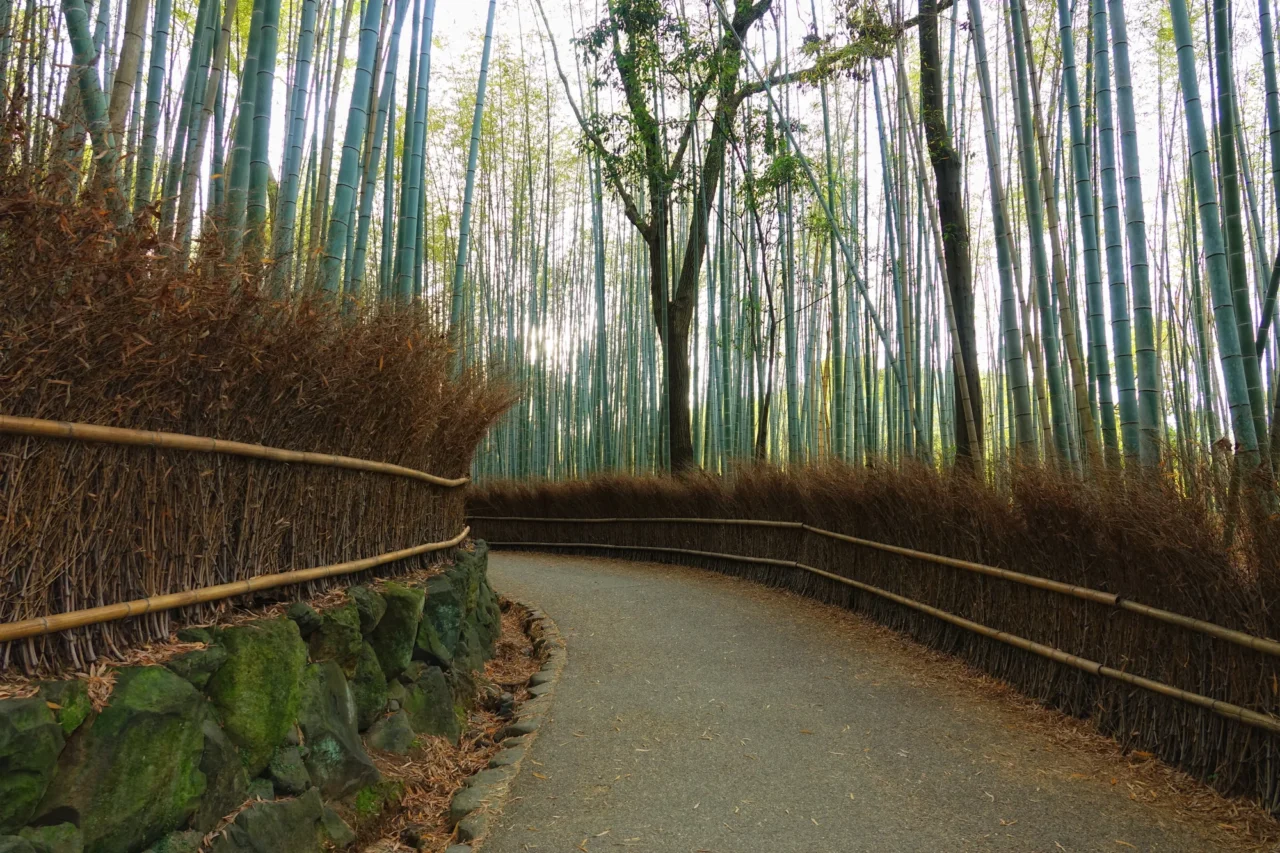 嵐山竹林小徑步道