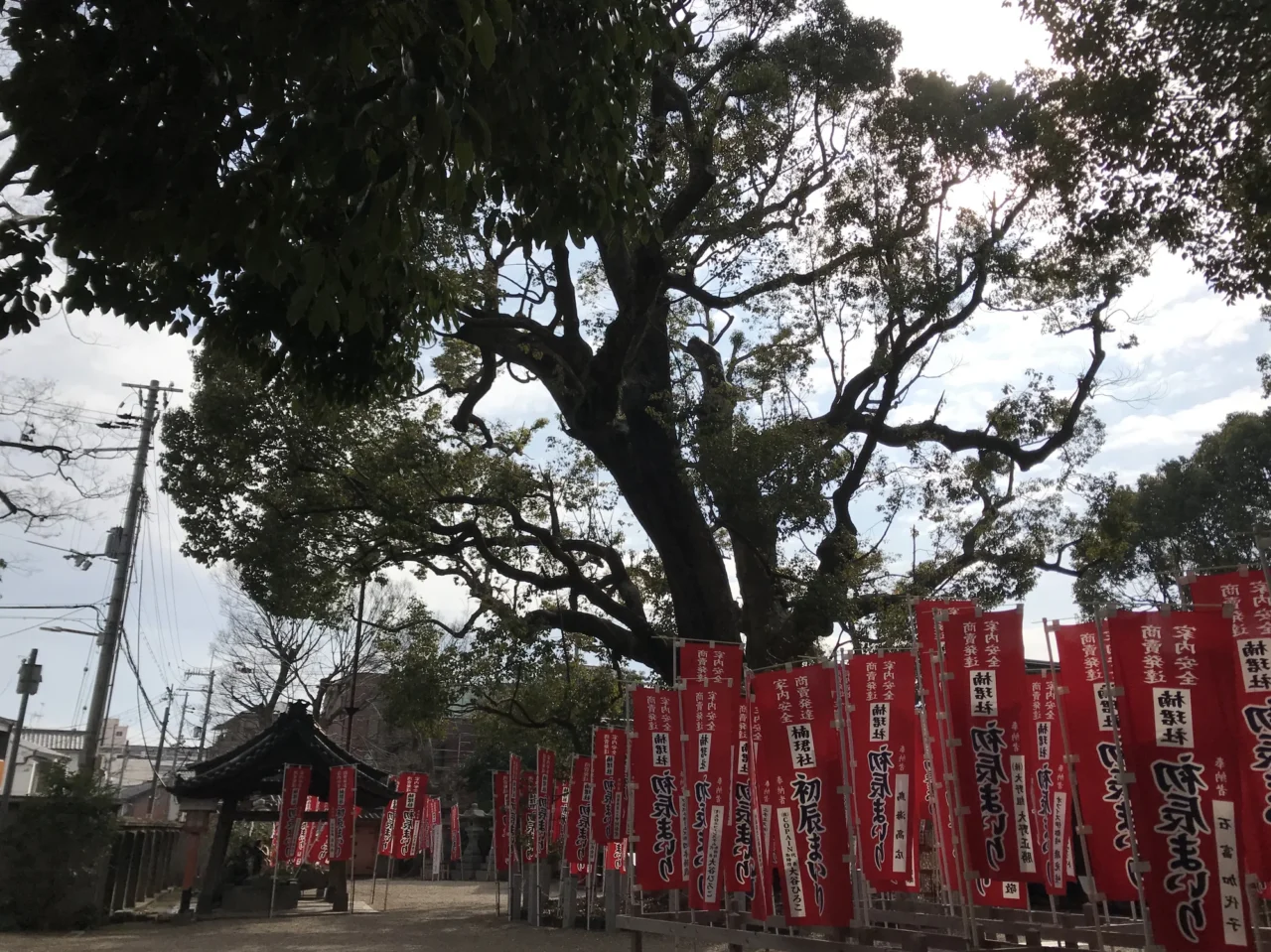 住吉神社御神木夫婦樟樹結緣樹
